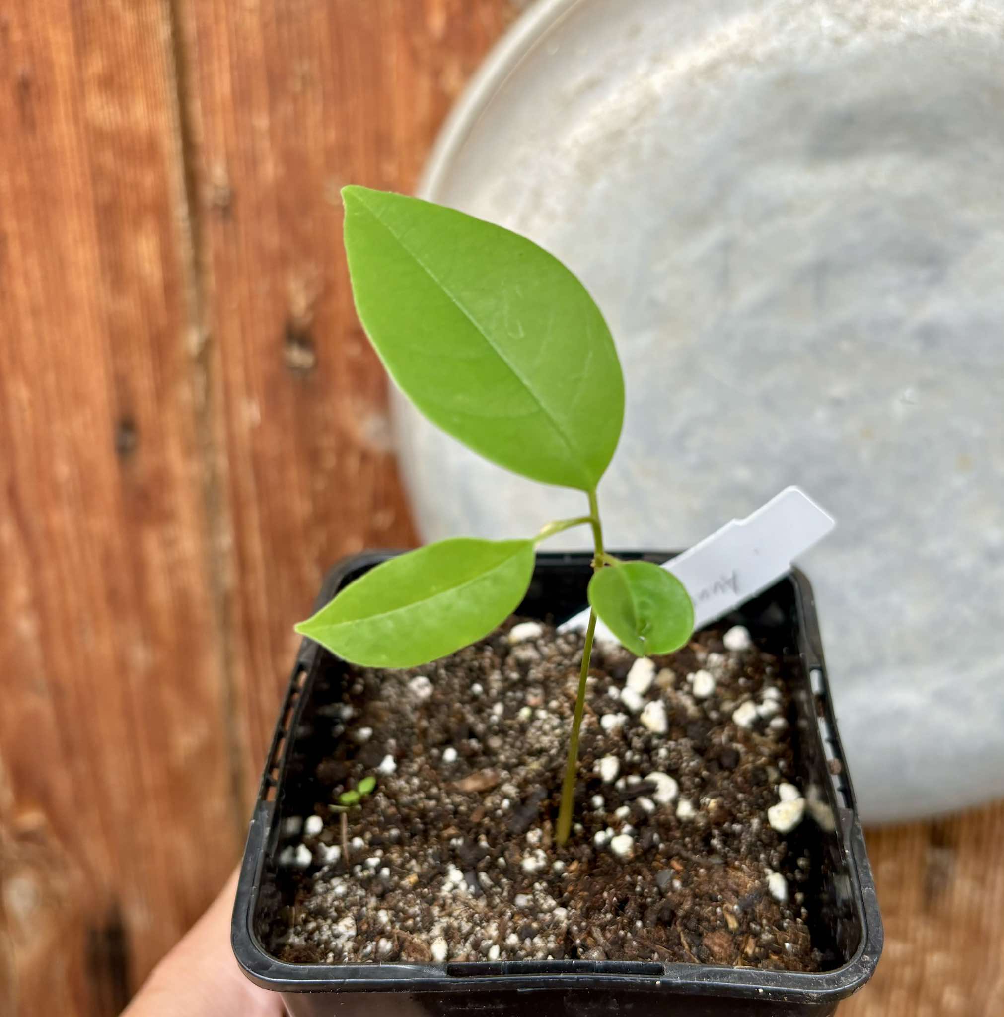 Annona cf bahiensis Folha Llisa - 1 pottet seedling / 1 getopfter Sämling