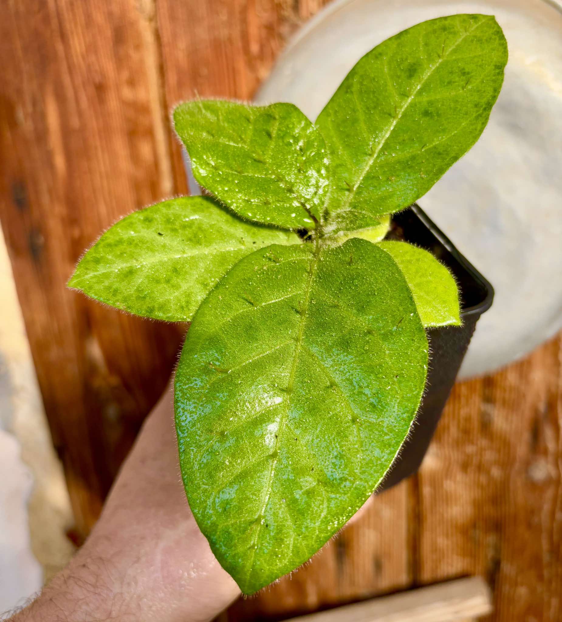 Solanum sp Verde Bahia - 1 small potted plant / 1 kleine, getopfte Pflanze