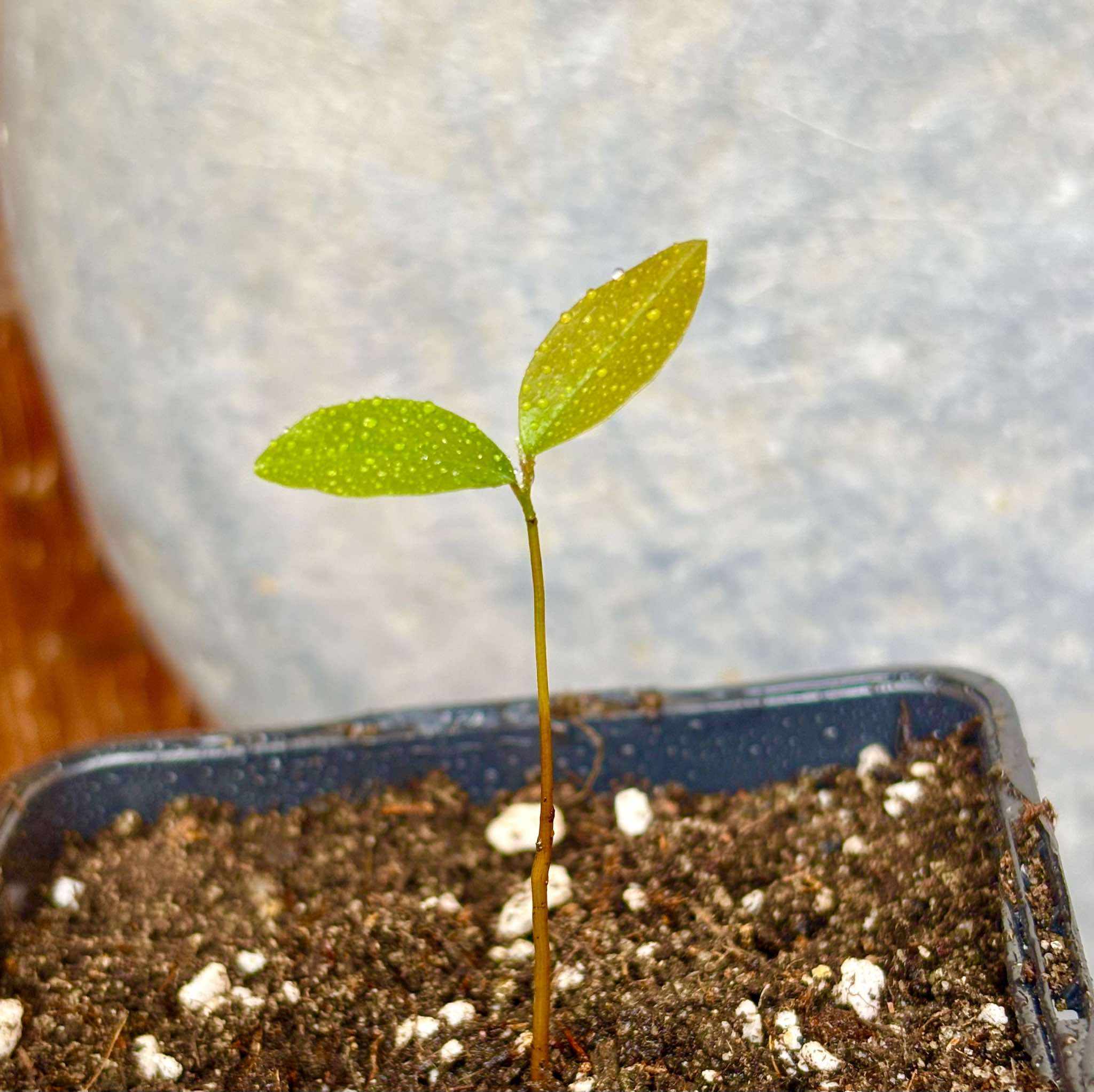 Duguetia phaeoclados - 1 small potted seedling / 1 kleiner, getopfter Sämling