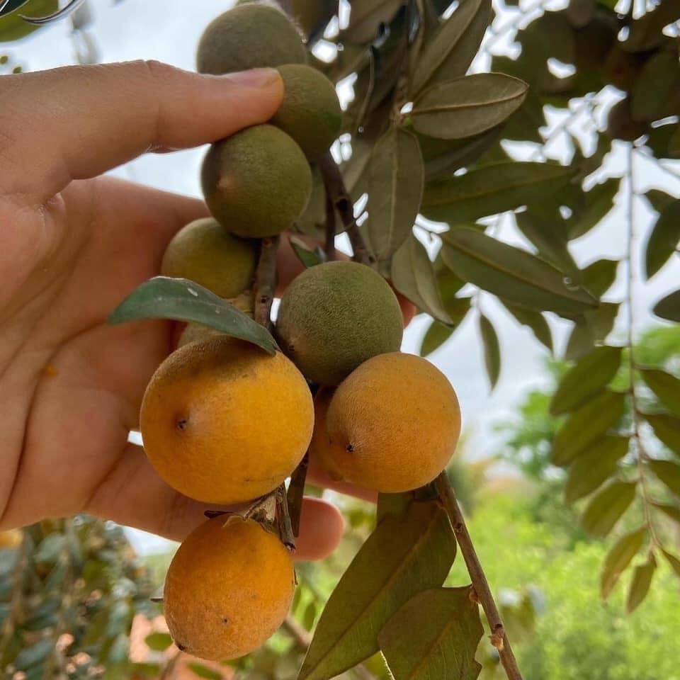 Diospyros sericea - Caquizinho da Mata - 1 potted plant / 1 getopfte Pflanze