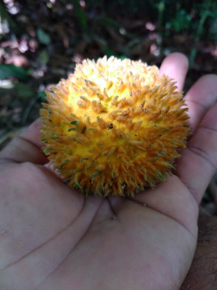 Pouteria torta subsp. gallifructa - Abiu Pilosa - 1 germinated seed / 1 gekeimter Samen