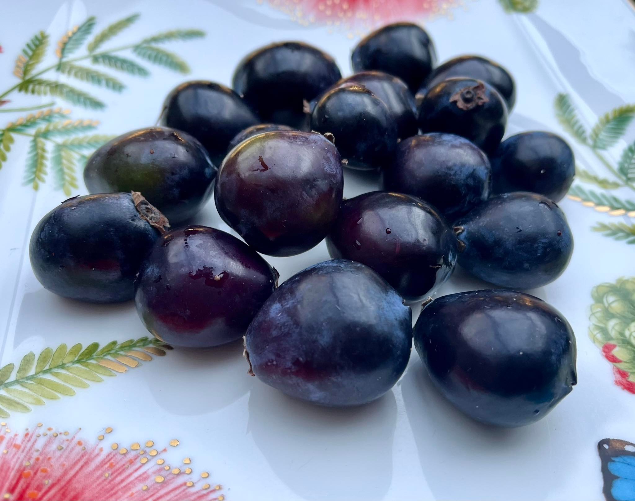 Davidson Plum (Davidsonia jerseyana) - 1 germinated seed / 1 gekeimter Samen