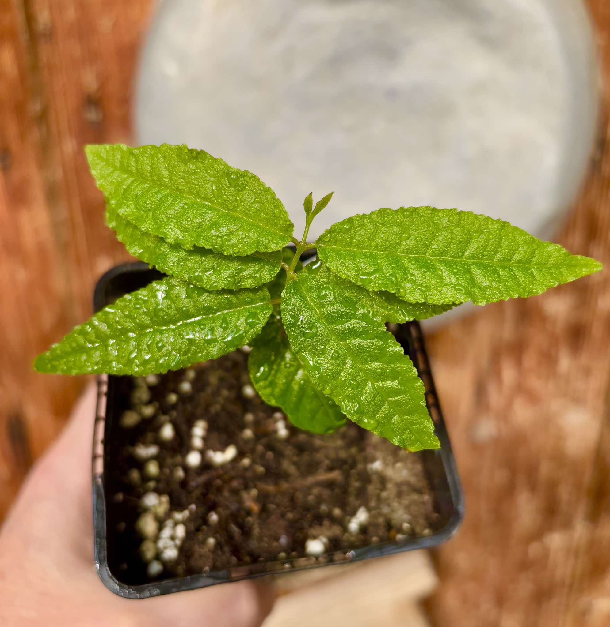 Campomanesia sp Roxa Turiba - 1 small potted seedling / 1 kleiner, getopfter Sämling