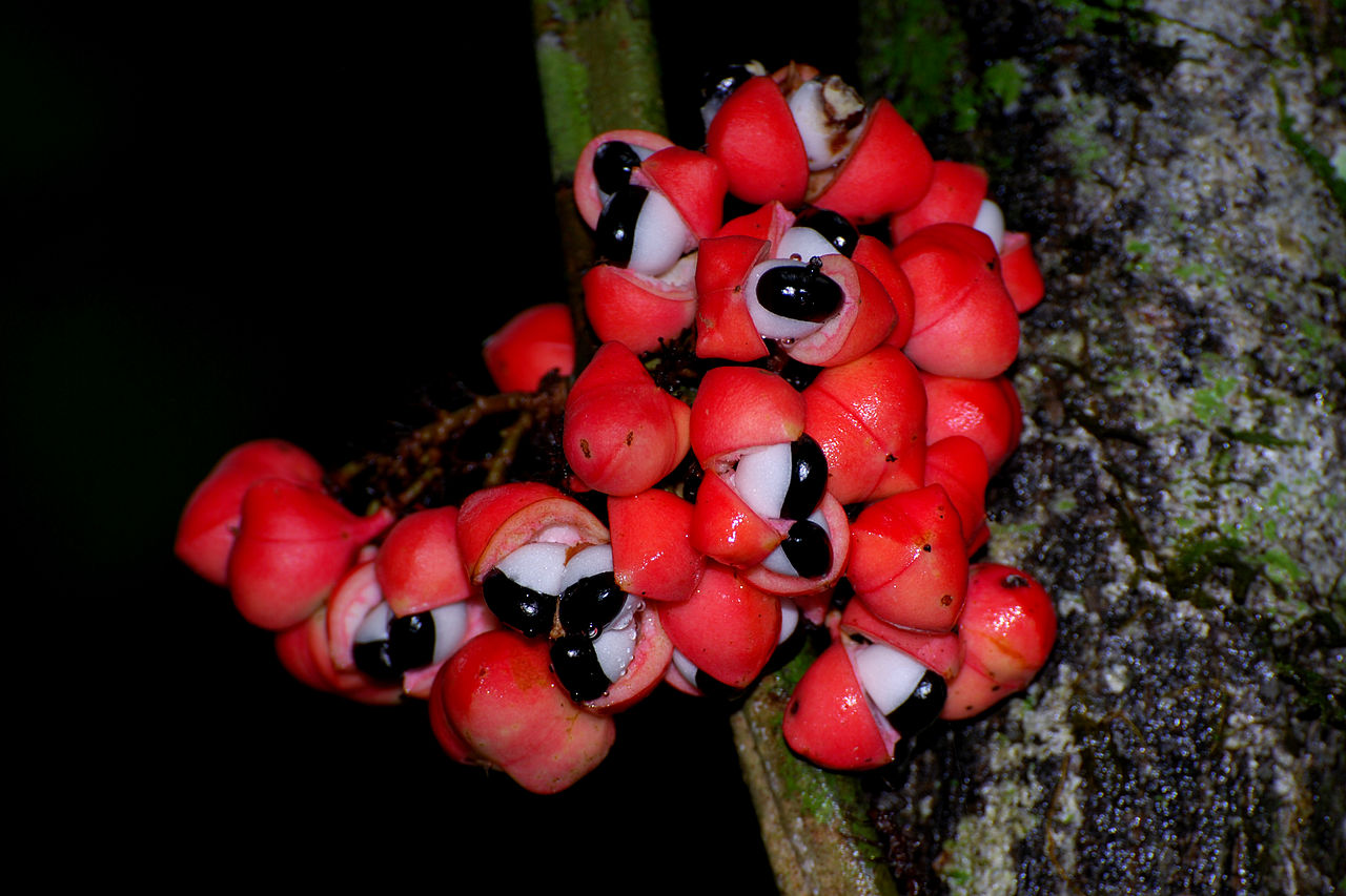 Guaraná (Paullinia cupana) - 1 germinated seed / 1 gekeimter Samen