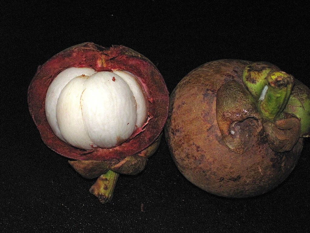 Garcinia  mangosteen - Mangosteen / Mangostane - 1 germinated seed / 1 gekeimter Samen