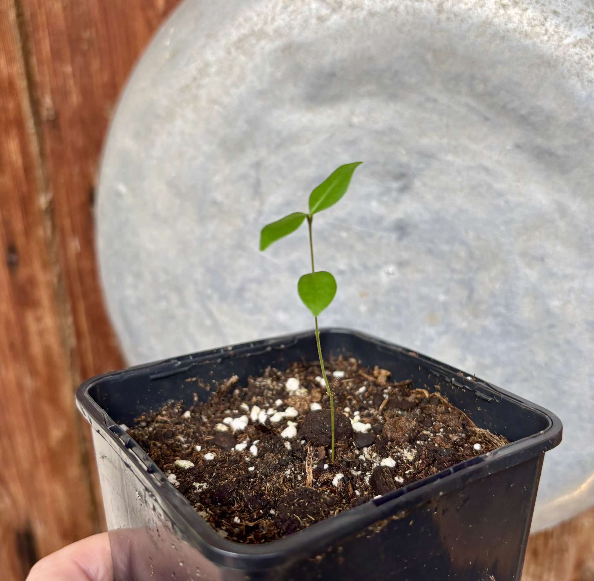 Eugenia sp Uvitas -  1 small potted seedling / 1 kleiner, getopfter Sämling