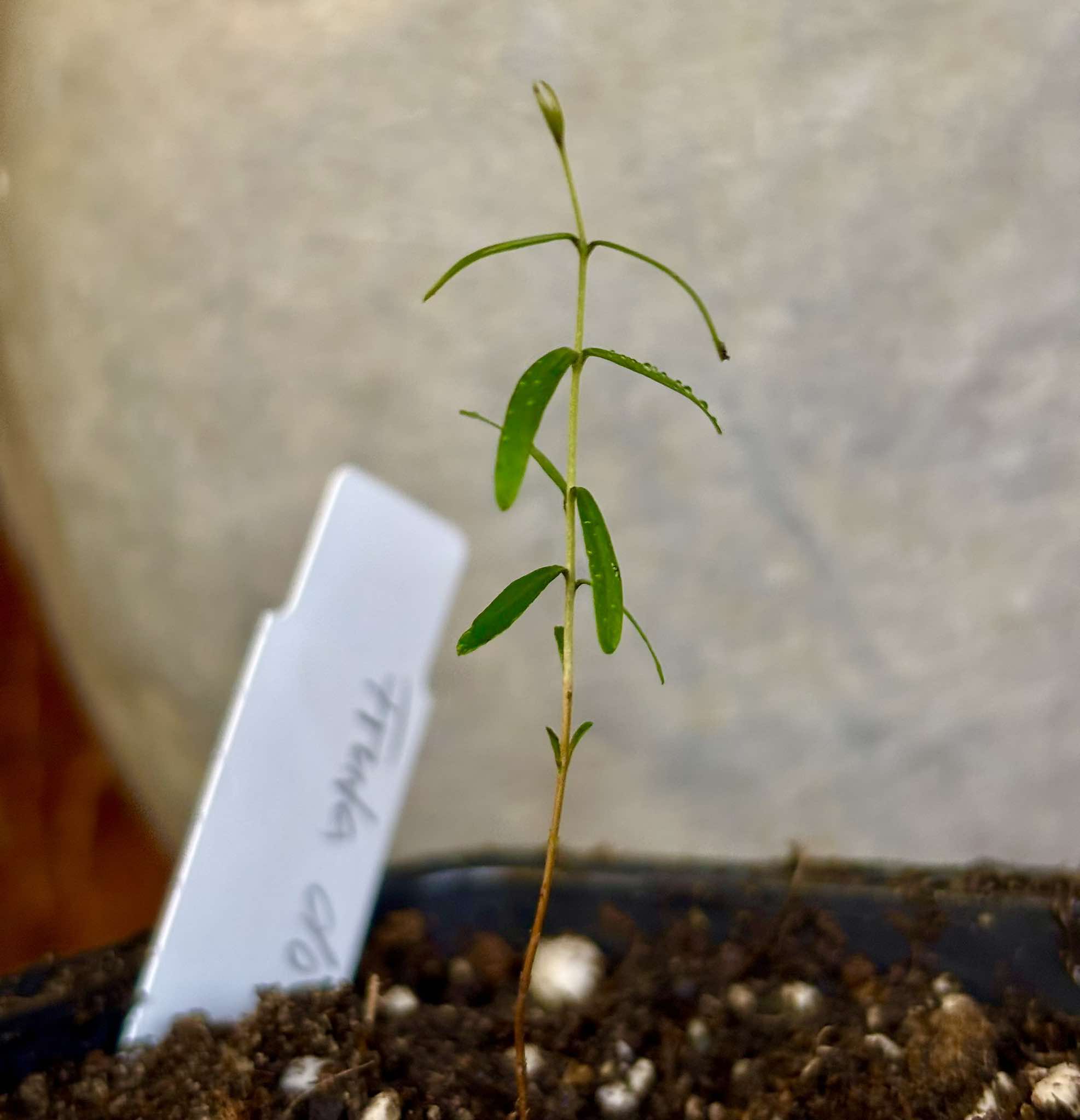 Syzygium sp - Fruta do Misterio - 1 small potted seedling / 1 kleiner, getopfter Sämling