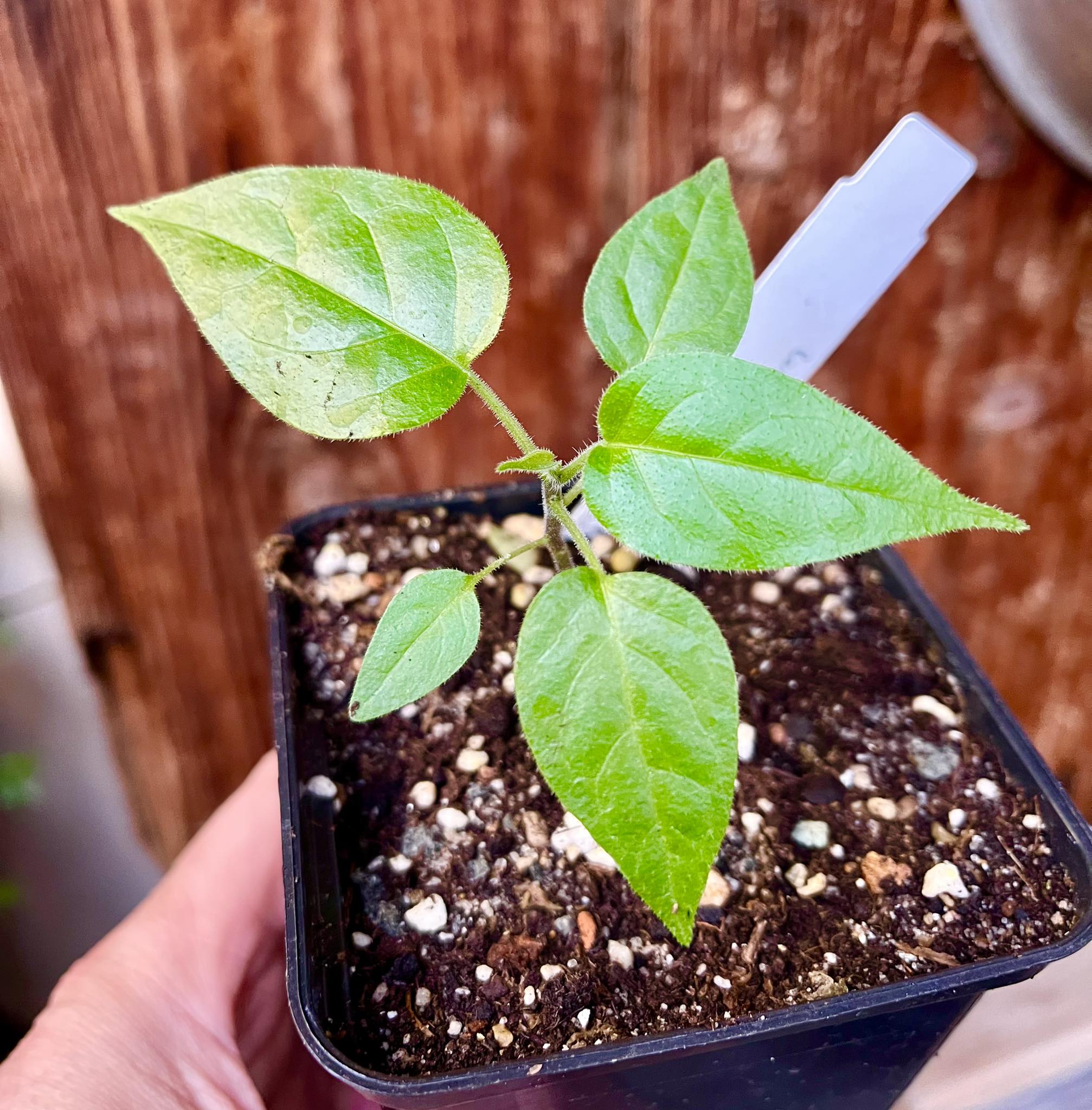 Tomatao Verde do Mato (Solanum melissarum), 1 potted plant / 1 getopfte Pflanze