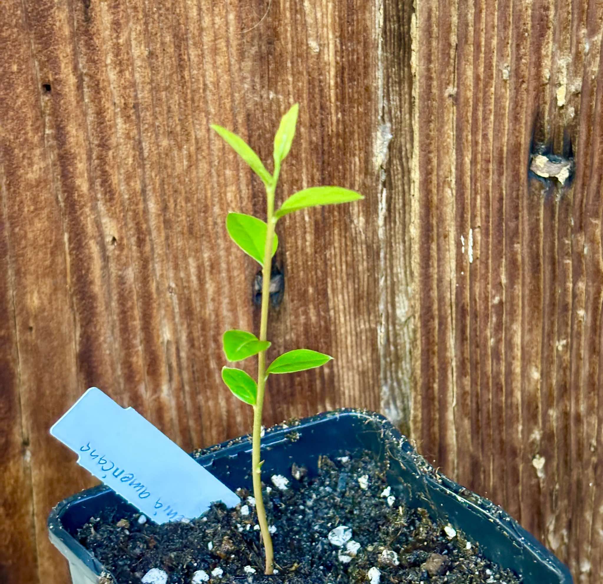 Ximenia americana - Ameixa da Caatinga - 1 small potted seedling / 1 kleiner, getopfter Sämling