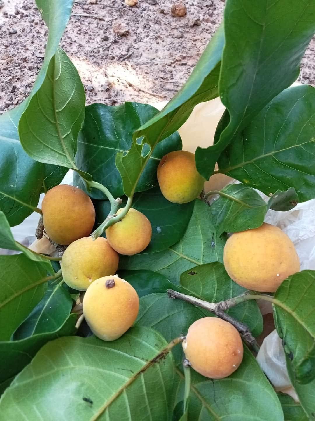 Artocarpus lacucha - Lakoocha  -  1 germinated seed / 1 gekeimter Samen