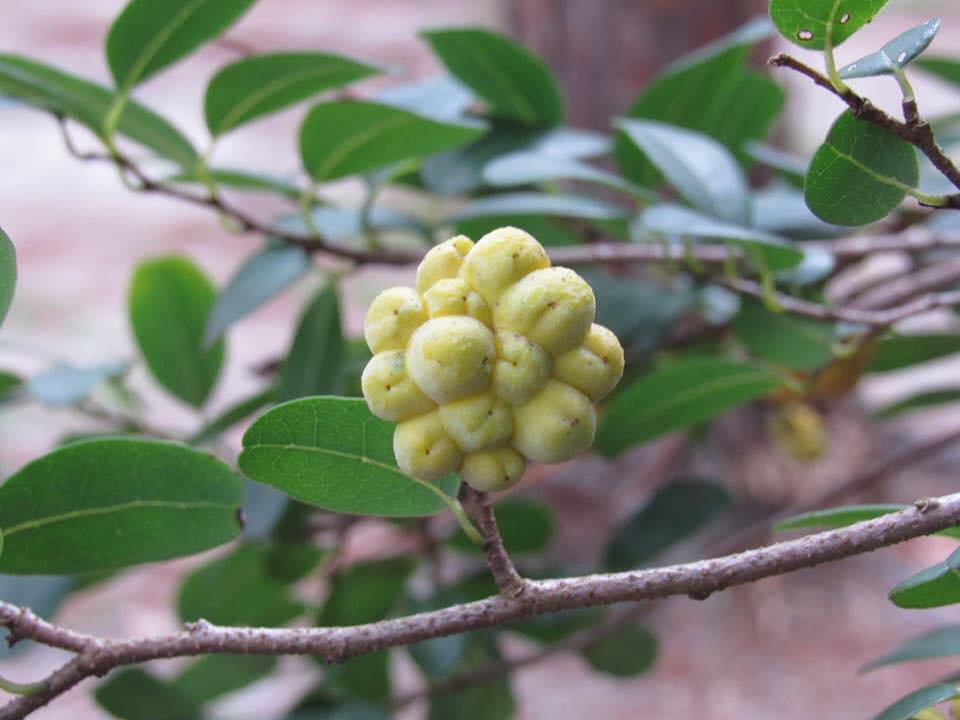 Annona maritima - 1 fresh seed / 1 frischer Samen