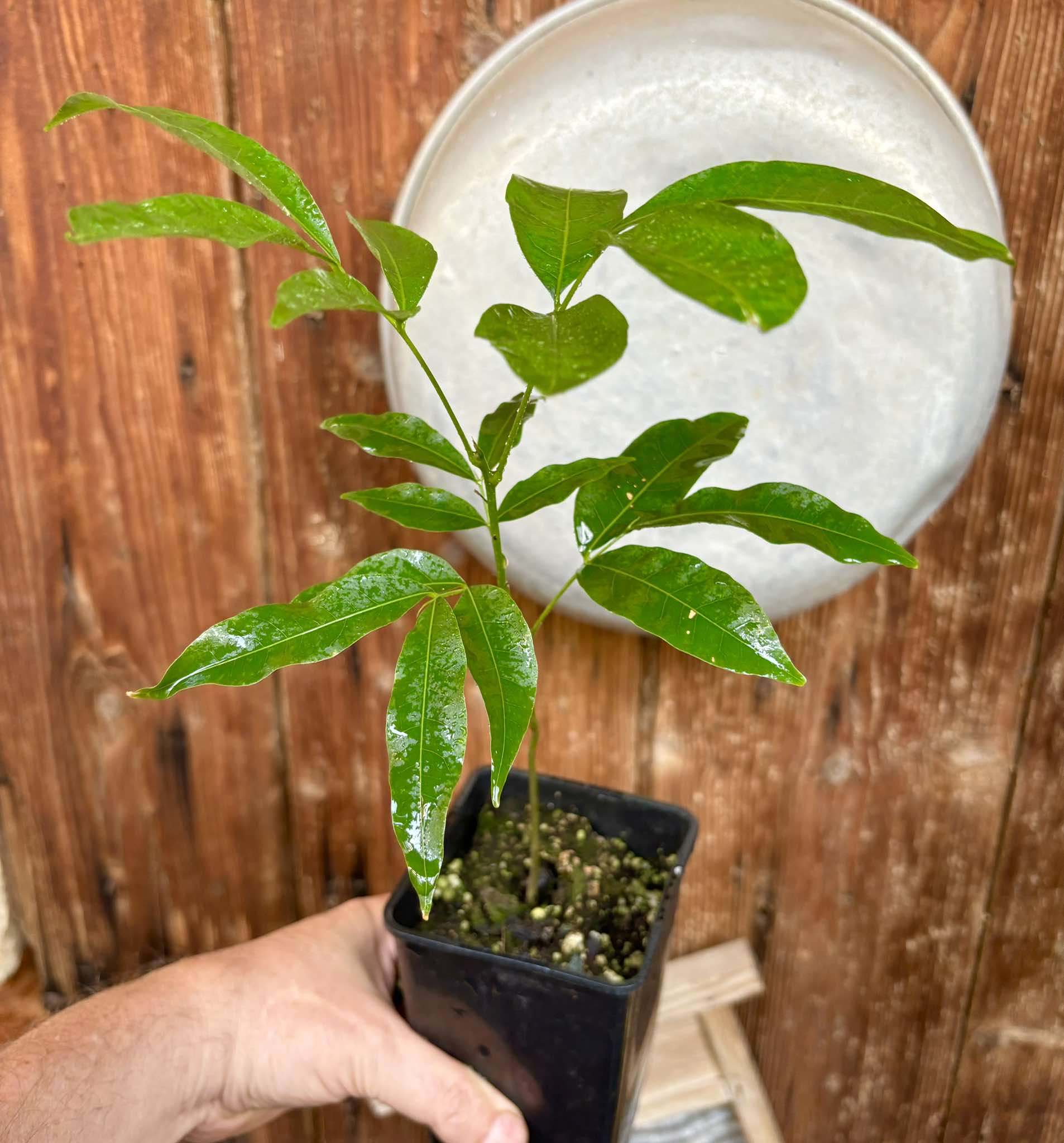 Talisia esculenta - Pitomba do Nordeste - 1 potted seedling / 1 getopfter Sämling