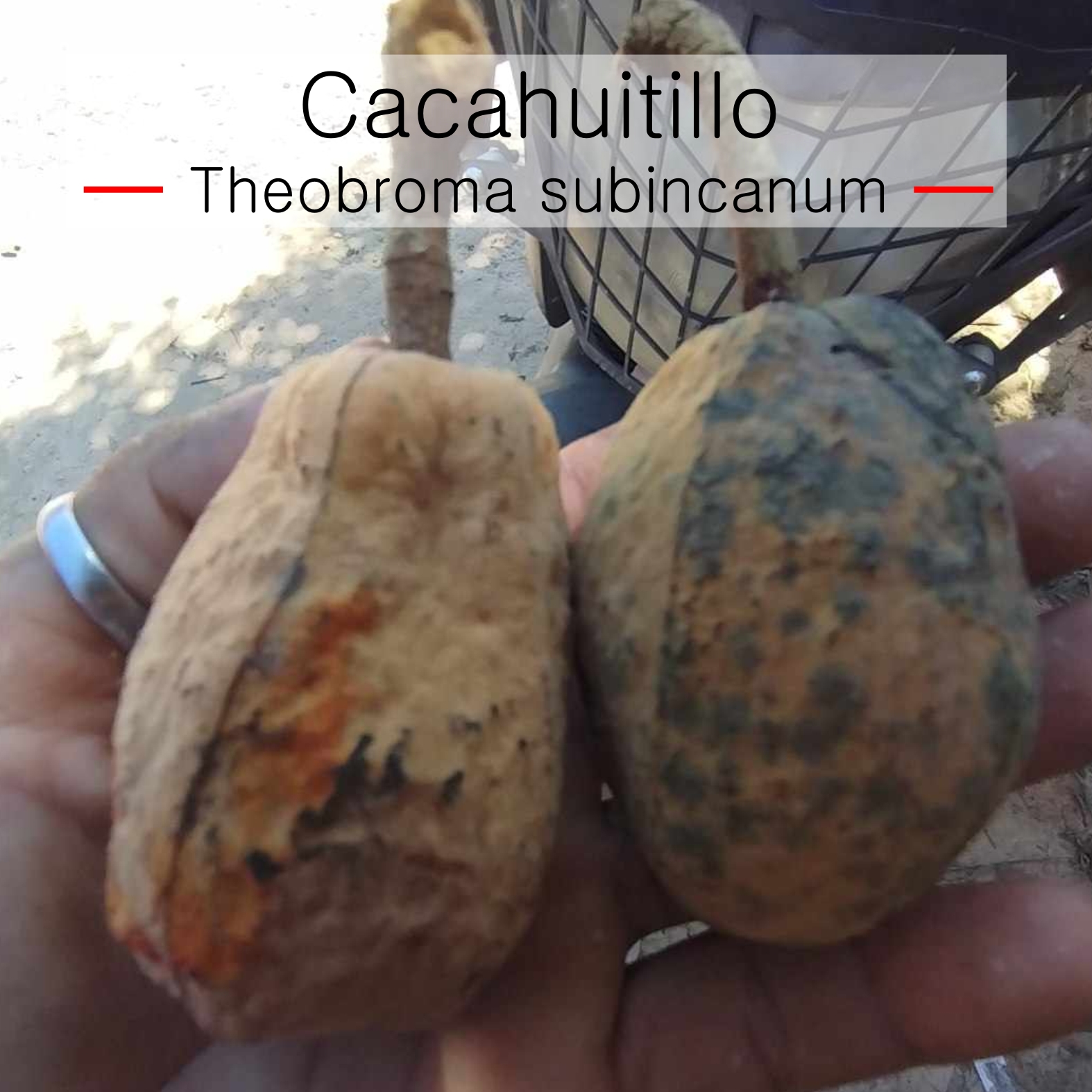 Theobroma subincanum - Cacahuitillo- 1 fresh seed / 1 frischer Samen