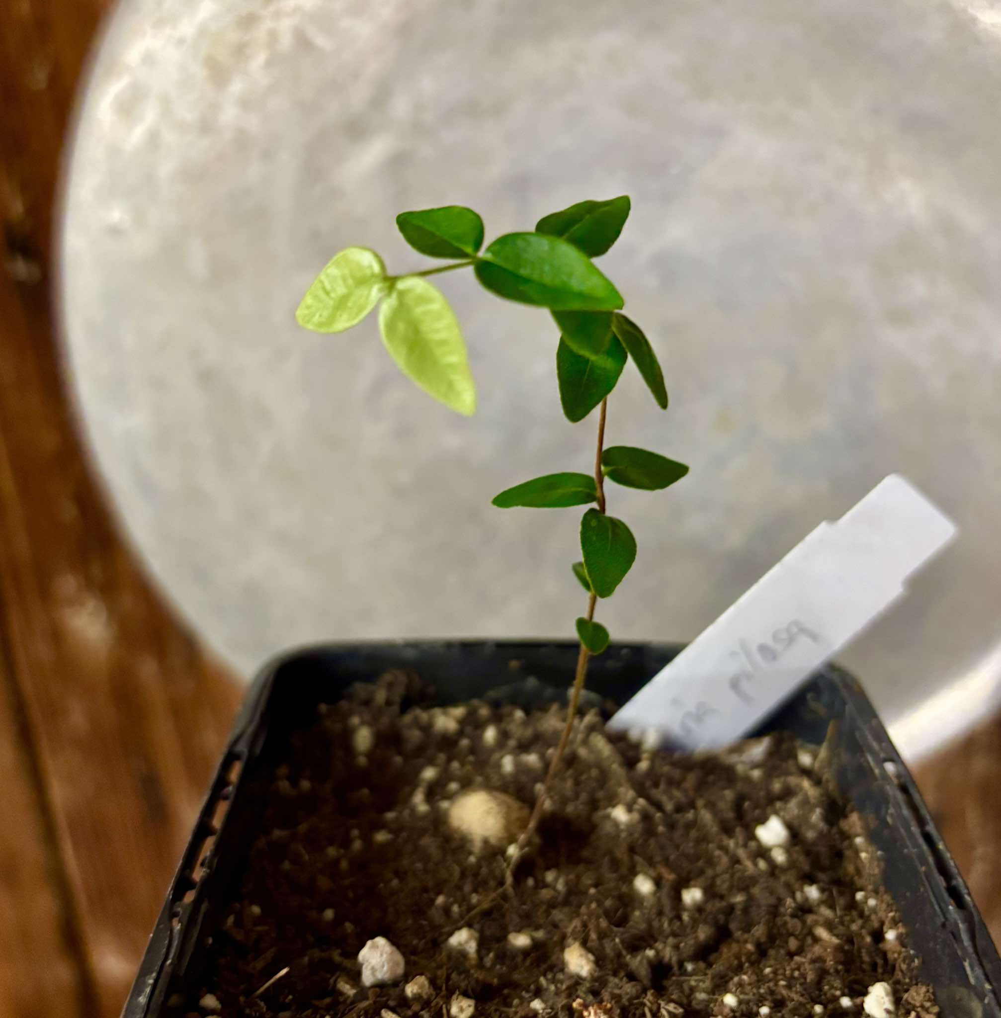 Myrciaria pilosa -  1 small potted seedling  / 1 kleiner getopfter Sämling