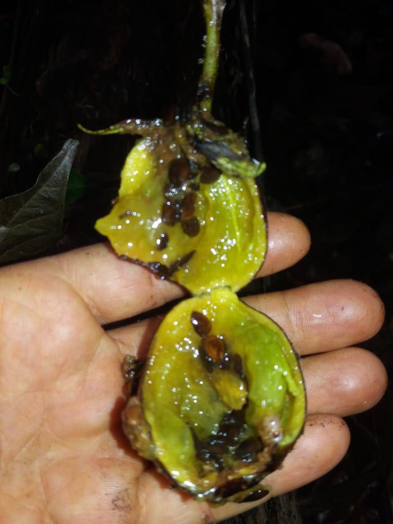 Solanum sp Verde Bahia - 1 fresh seed / 1 frischer Samen