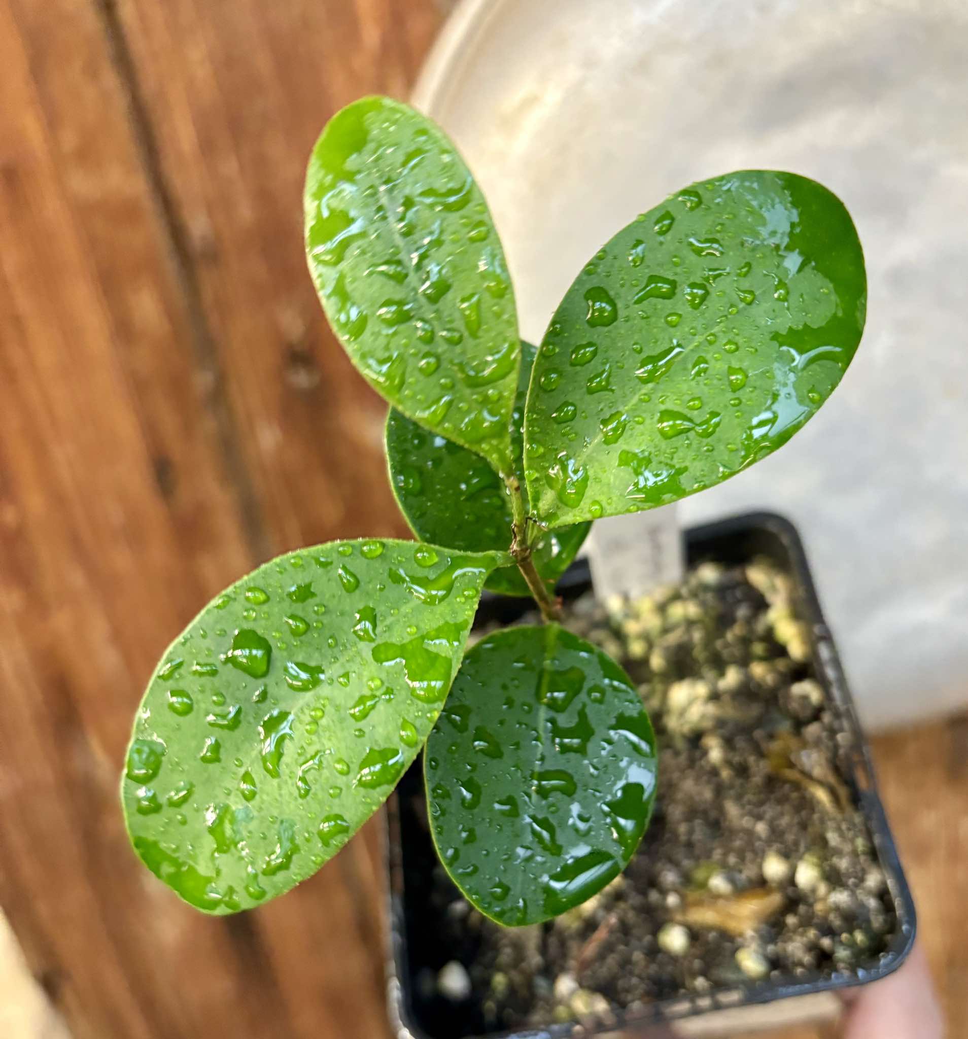 Myrcia sp Jequitinhonha - 1 potted seedling / 1 getopfter Sämling