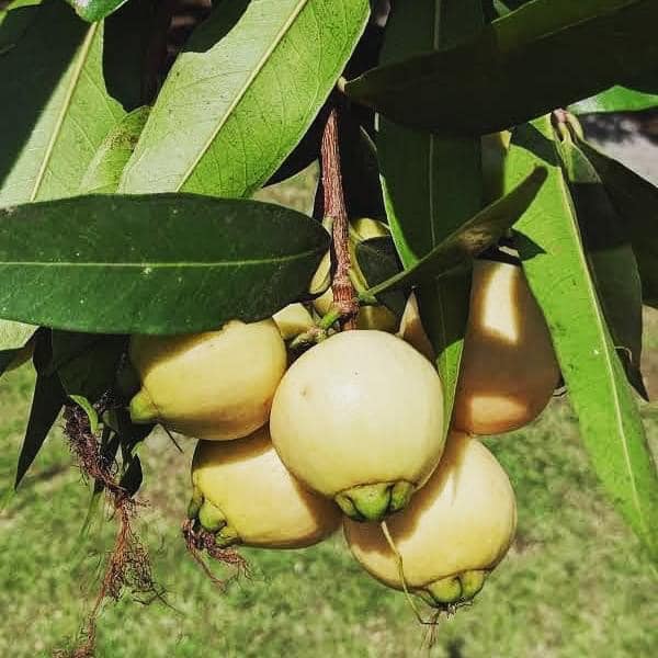 Rose Apple (Syzygium jambos) - 1 potted plant / 1 getopfte Pflanze