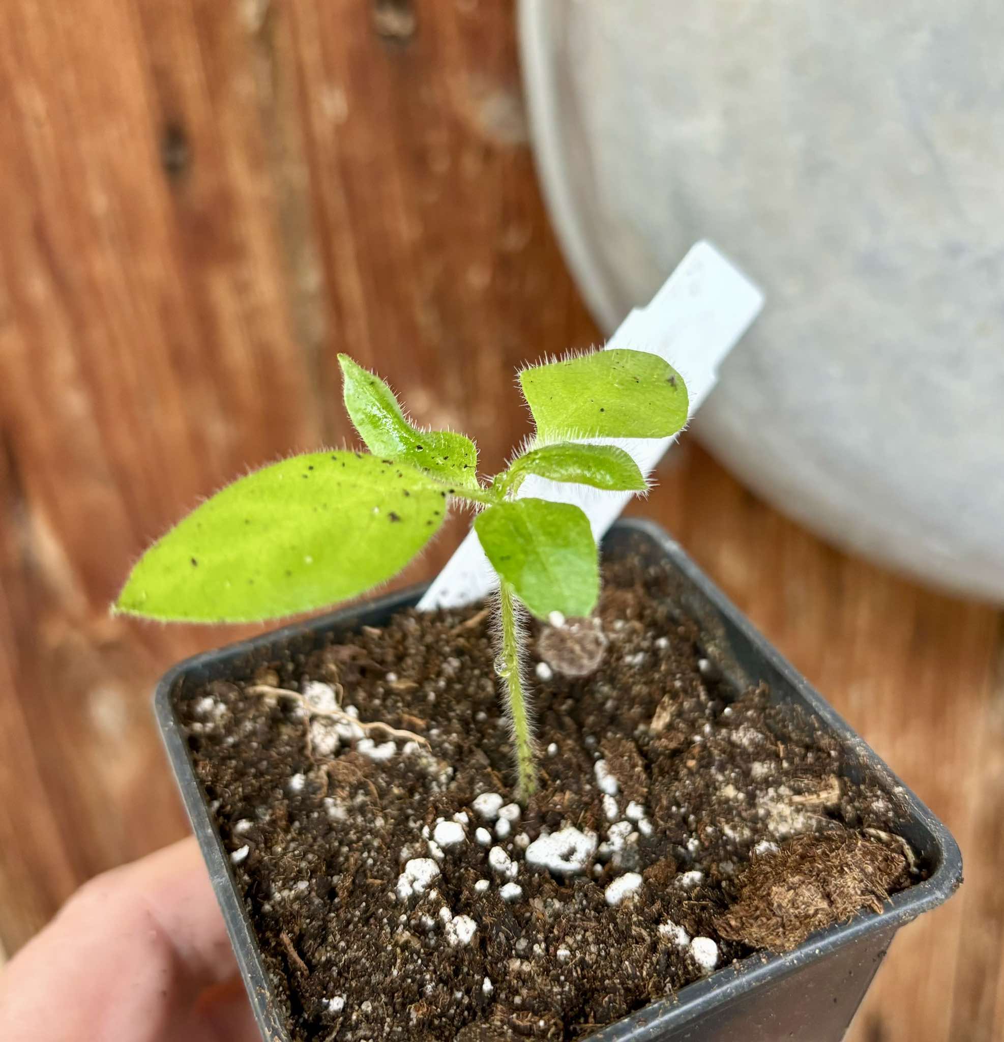 Solanum sp Verde Bahia - 1 small potted plant / 1 kleine, getopfte Pflanze