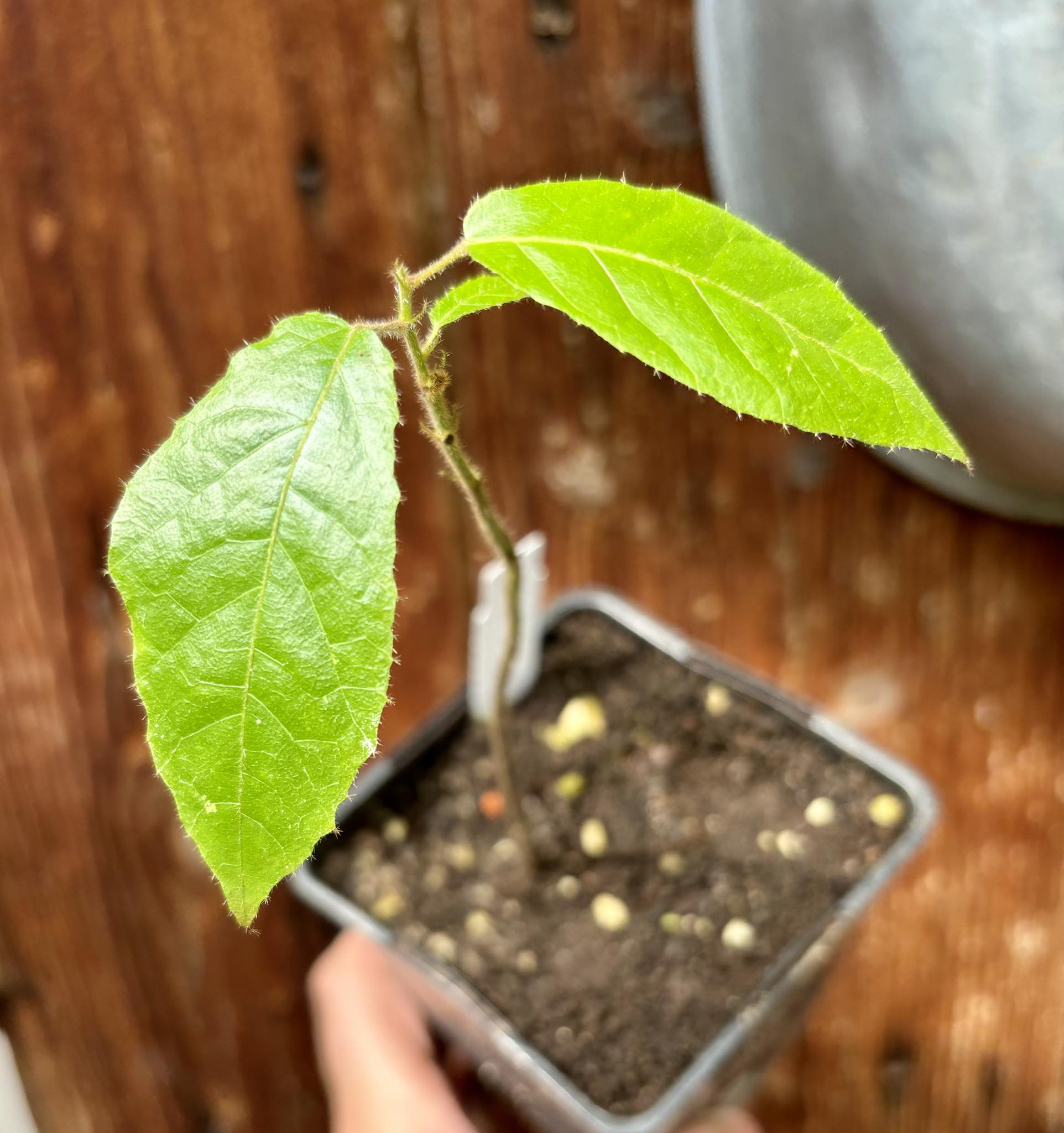 Mountain Cacao (Herrania mariae) - 1 potted plant / 1 getopfte Pflanze