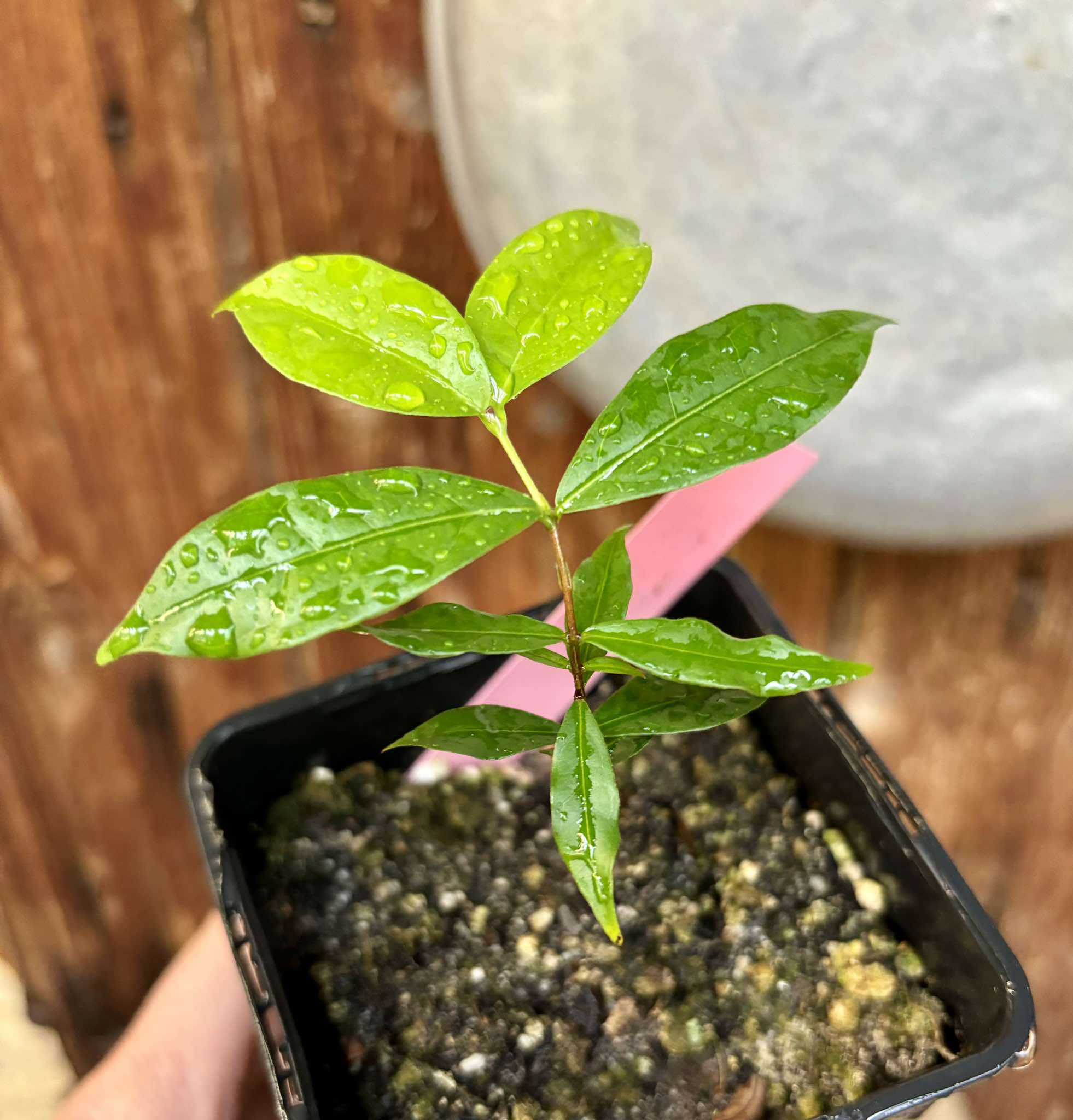 Ruby do Amazonas (Eugenia patrisii) 1 potted seedling / 1 getopfter Sämling