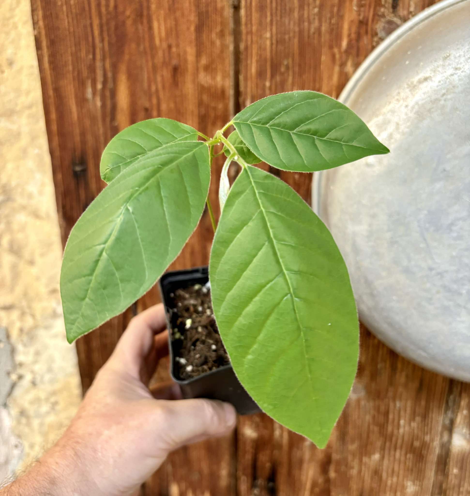 Annona sylvatica - 1 potted plant / 1 getopfte Pflanze