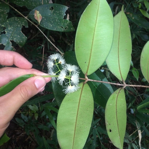 Guaporanga-Catarinense (Myrcia eugeniopsoides) -  1 germinated seed / 1 gekeimter Samen