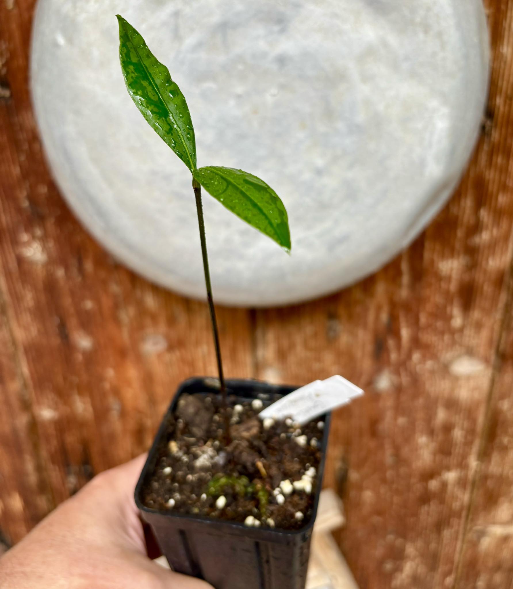 Garcinia sp Amazonas Nova - 1 potted seedling / 1 getopfter Sämling 