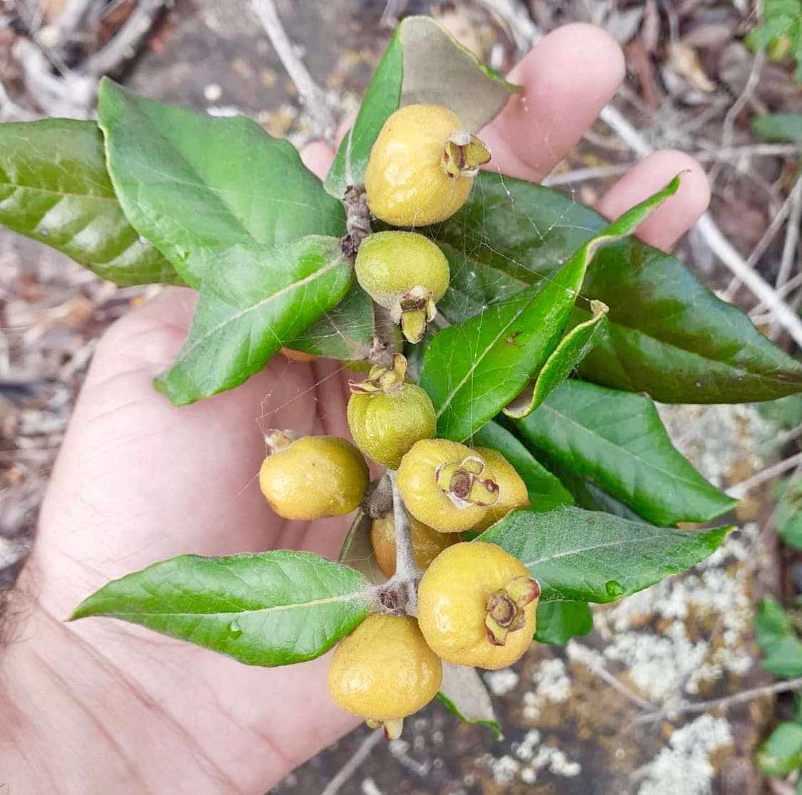 Eugenia sp Bahia Adilson - 1 germinated seed / 1 gekeimter Samen