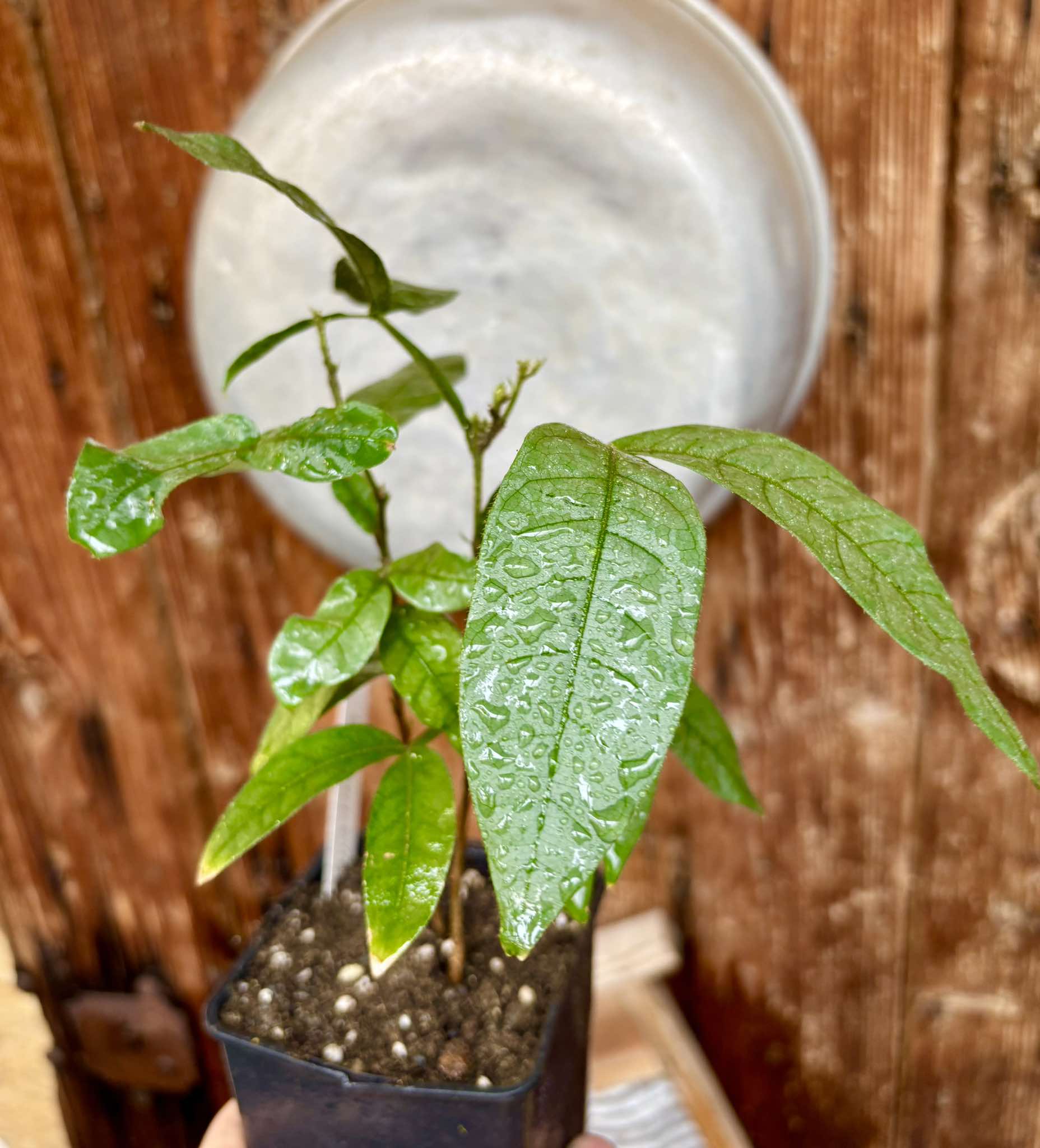 Inga spectabilis - Machete Ice cream bean - 1 potted plant / 1 getopfte Pflanze