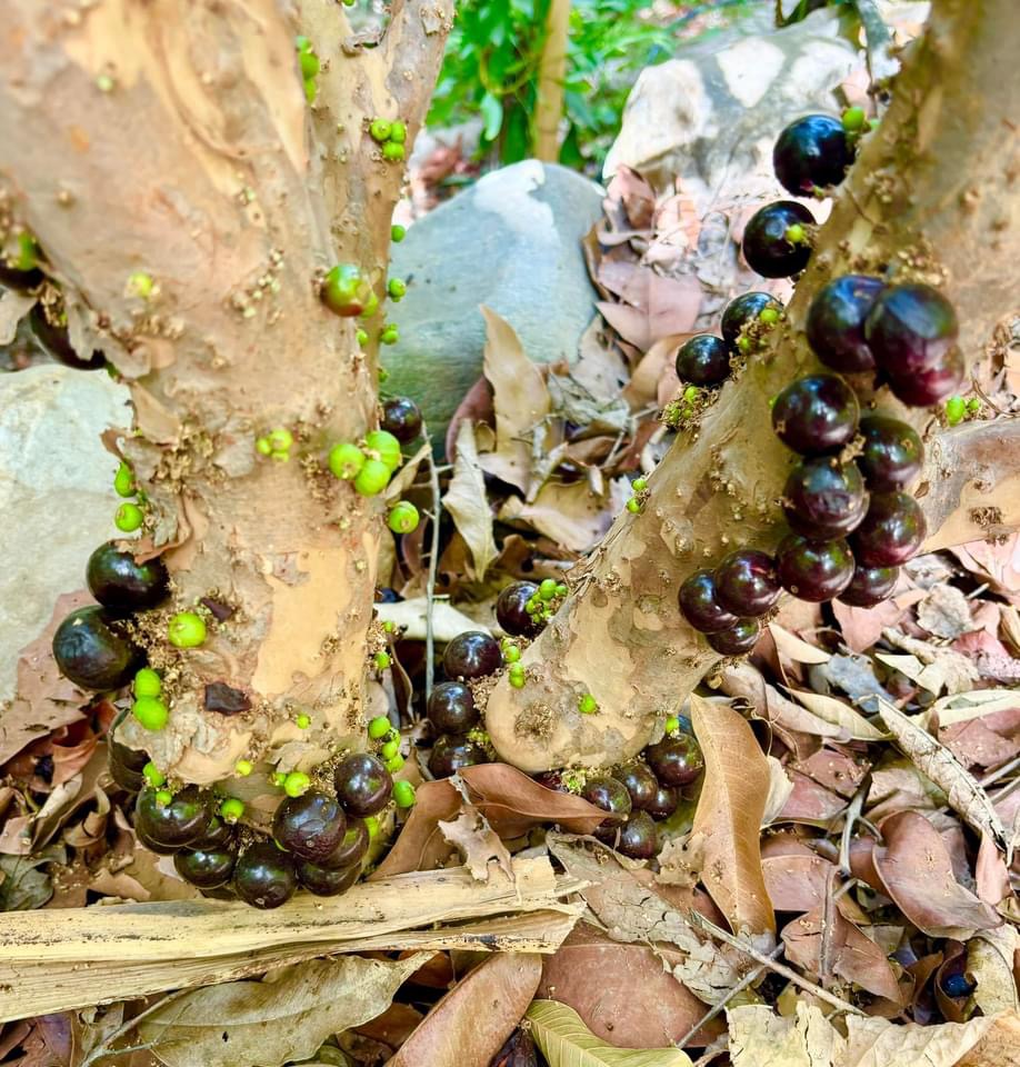 Plinia cauliflora (Sabara) -   1 fresh seed / 1 frischer Samen