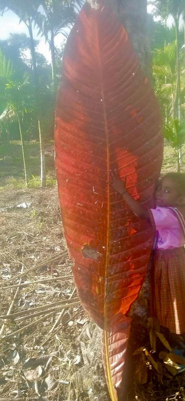 Barringtonia sp. banana leaf Neuguinea - 1 germinated seed / 1 gekeimter Samen