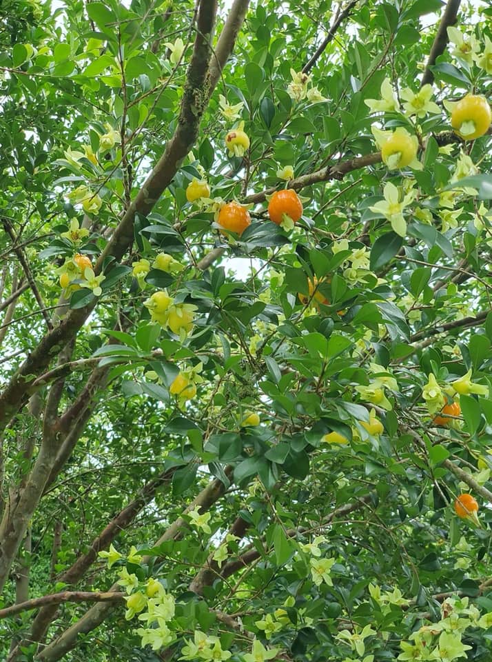 Cherry of Anestor (Eugenia involucrata var minutifolia) - 1 potted plant / 1 getopfte Pflanze