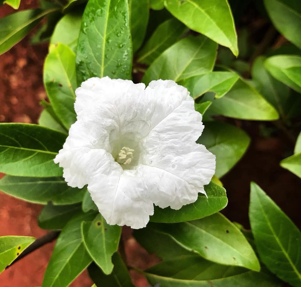 Cordia taguahyensis - Frutinha de Leite- 1 fresh seed / 1 frischer Samen