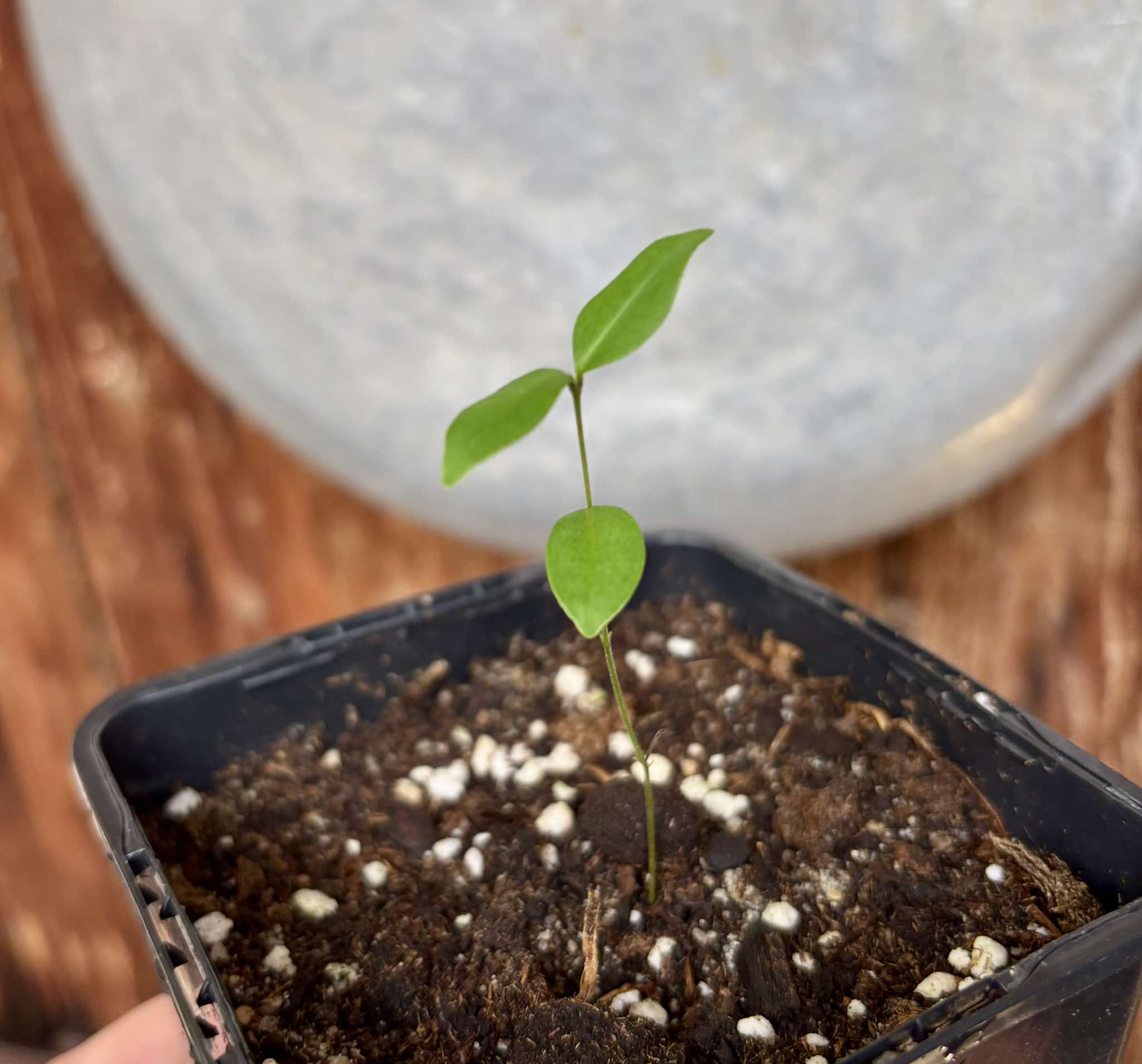 Eugenia sp Uvitas -  1 small potted seedling / 1 kleiner, getopfter Sämling