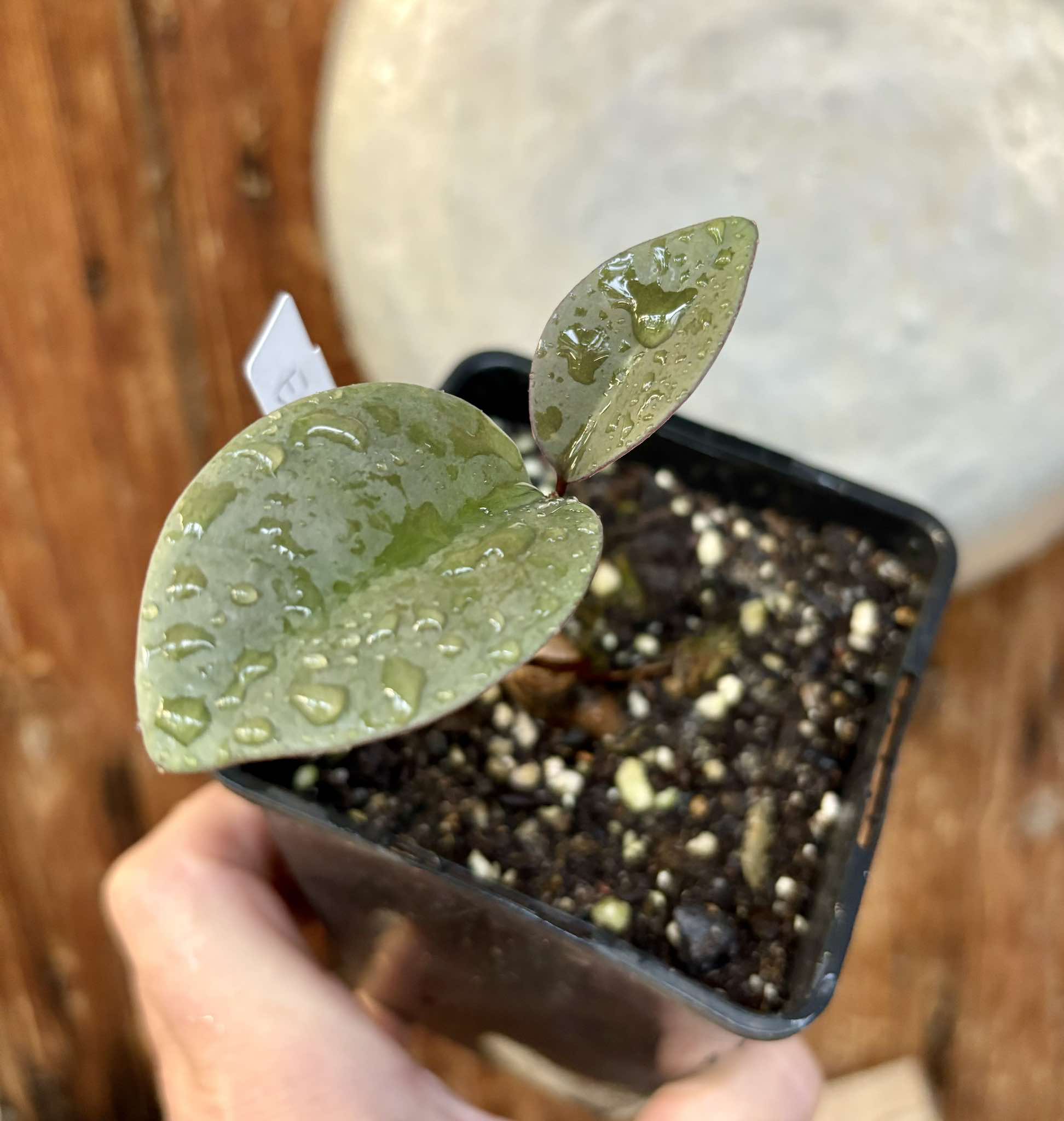 Eugenia sp Unana -  1 small potted seedling / 1 kleiner getopfter Sämling