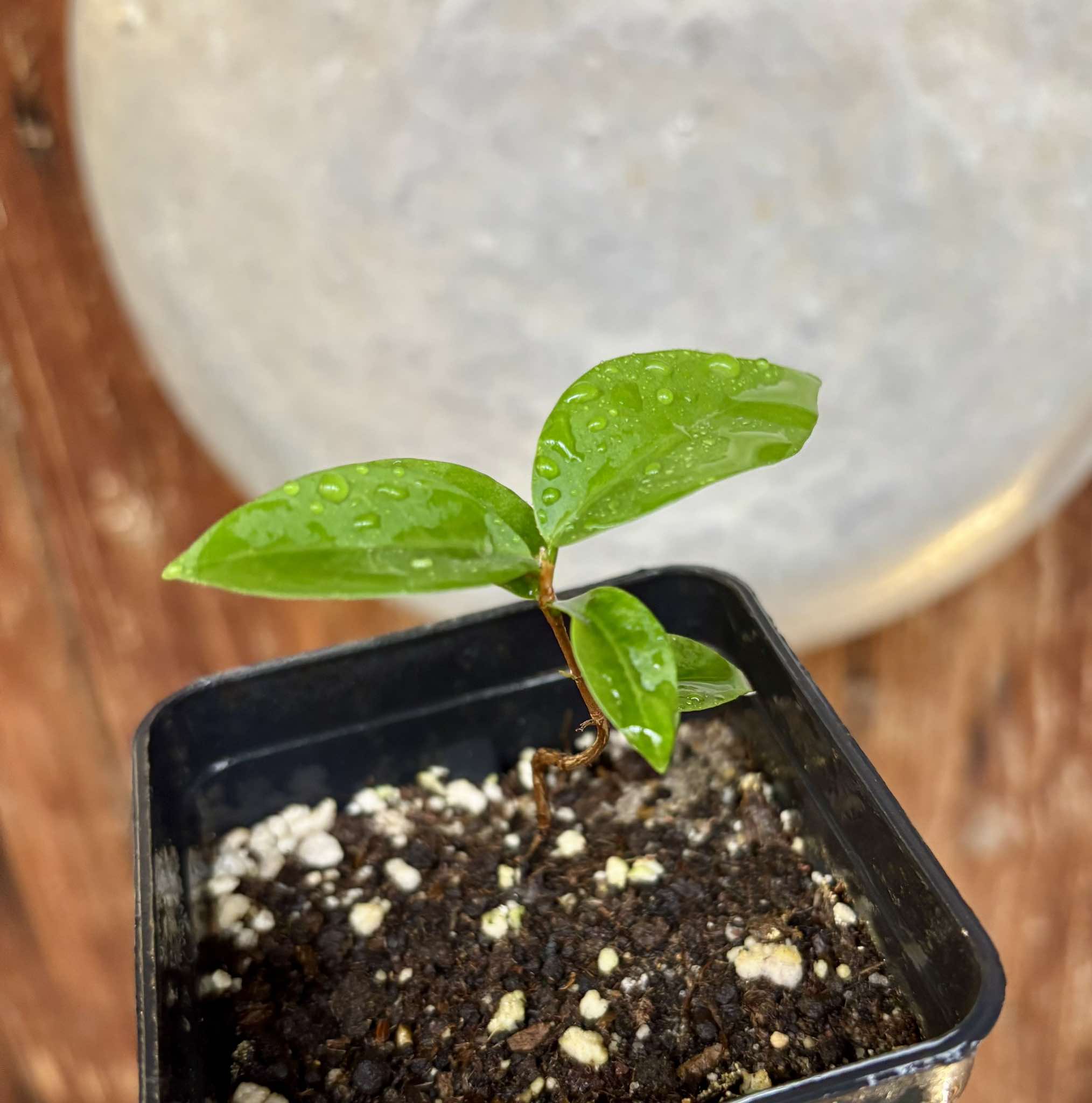 Eugenia neoverucosa - 1 small potted seedling / 1 kleiner, getopfter Sämling