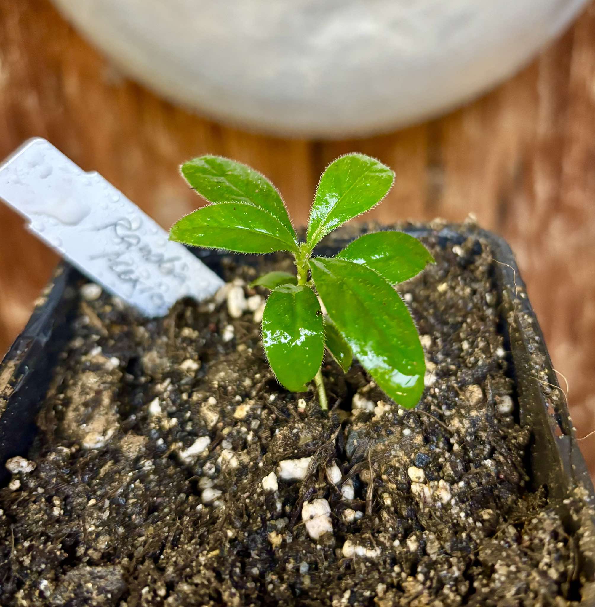 Randia sp Mexico  - 1 small seedling / 1 kleiner Sämling