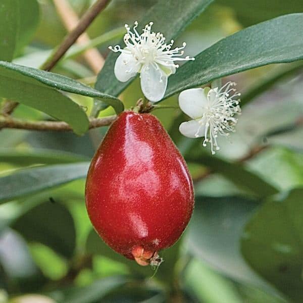 Eugenia reinwardtiana - Cedarbay Cherry -  1 germinated seed / 1 gekeimter Samen