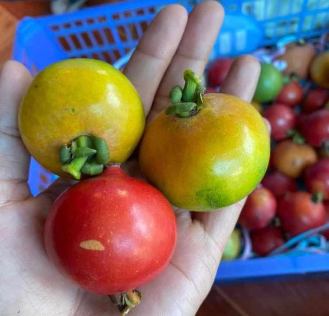 Garcinia celebica - Wild Mangosteen   1 fresh seed / 1 frischer Samen