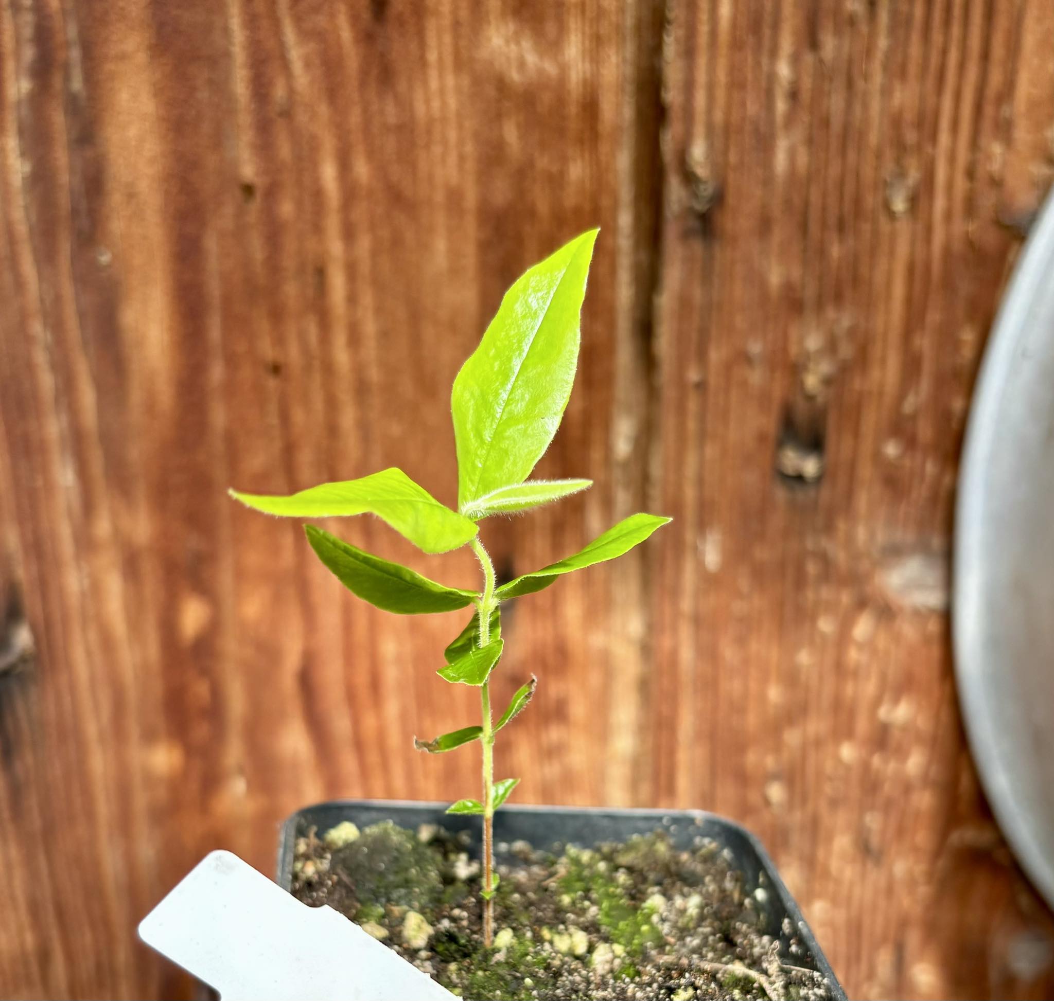 Myrciaria glazioviana - Cabeludinha  -  1 potted seedling  / 1 getopfter Sämling