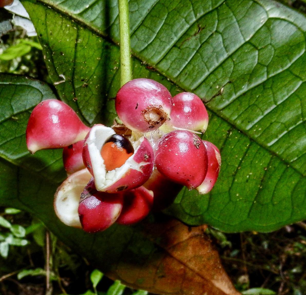 Cymbopetalum brasiliensis - 1 fresh seed / 1 frischer Samen