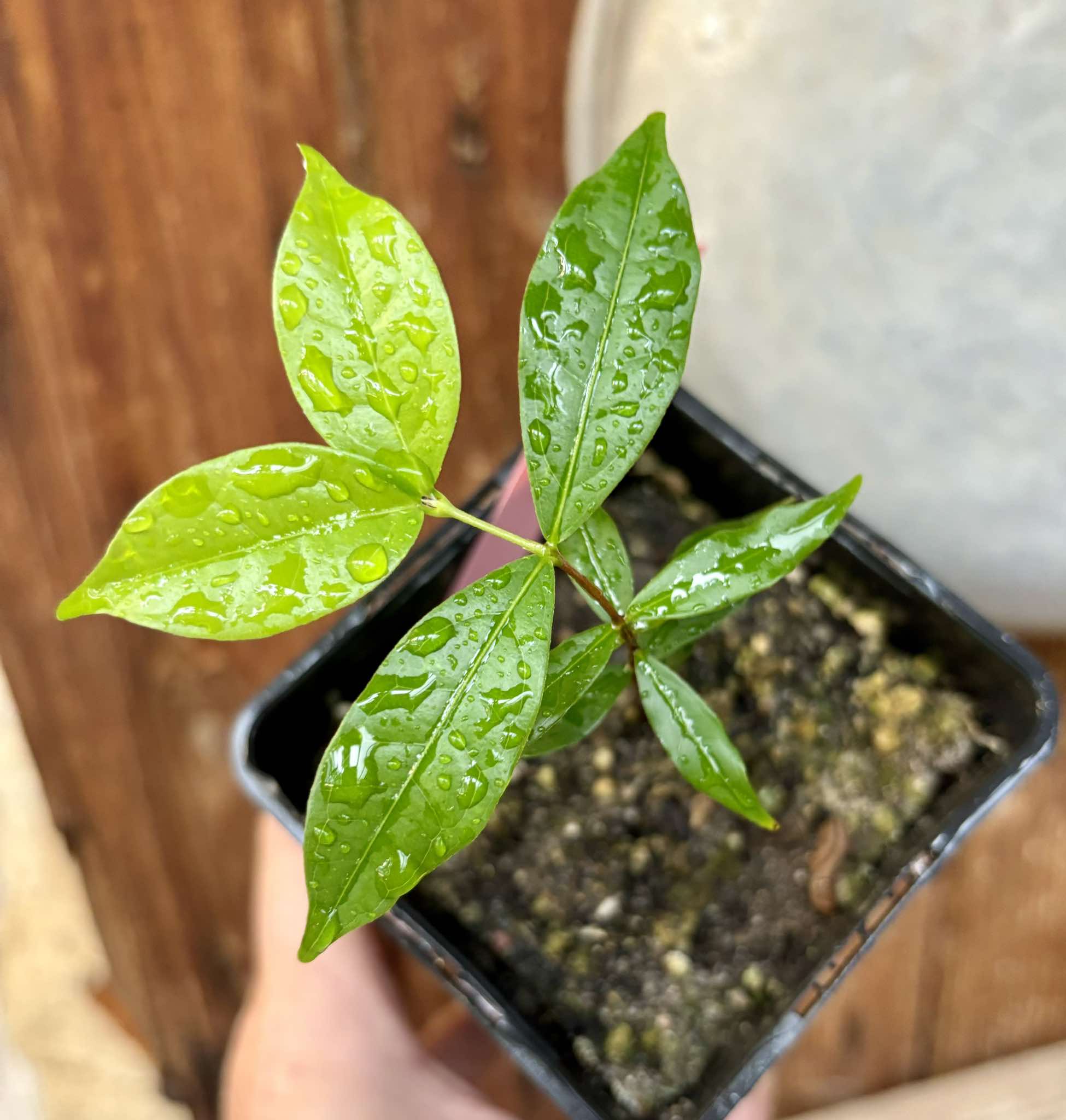 Ruby do Amazonas (Eugenia patrisii) 1 potted seedling / 1 getopfter Sämling