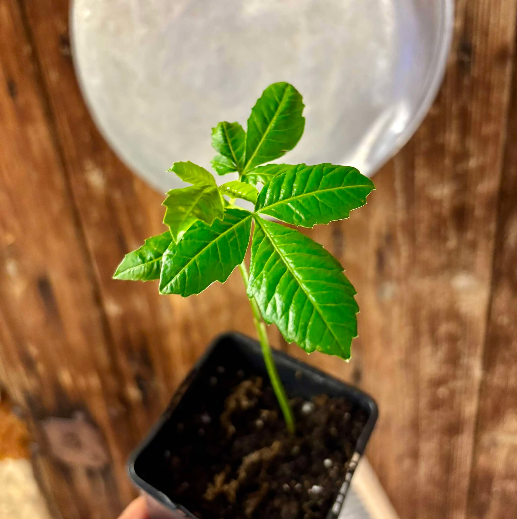 Marula (Sclerocarya birrea) -  1 potted plant / 1 getopfte Pflanze