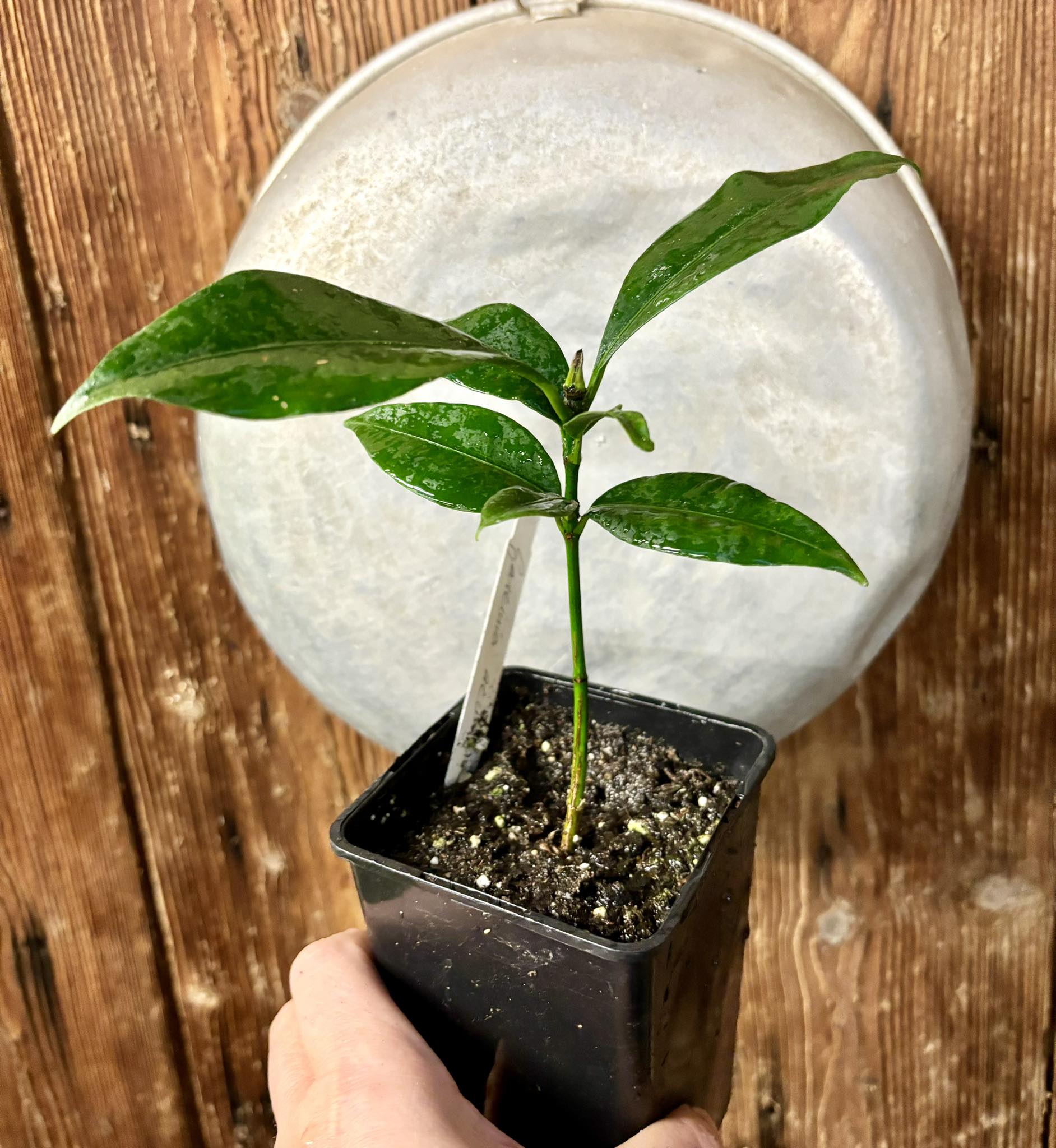 Garcinia acuminata  - 1 potted plant / 1 getopfte Pflanze