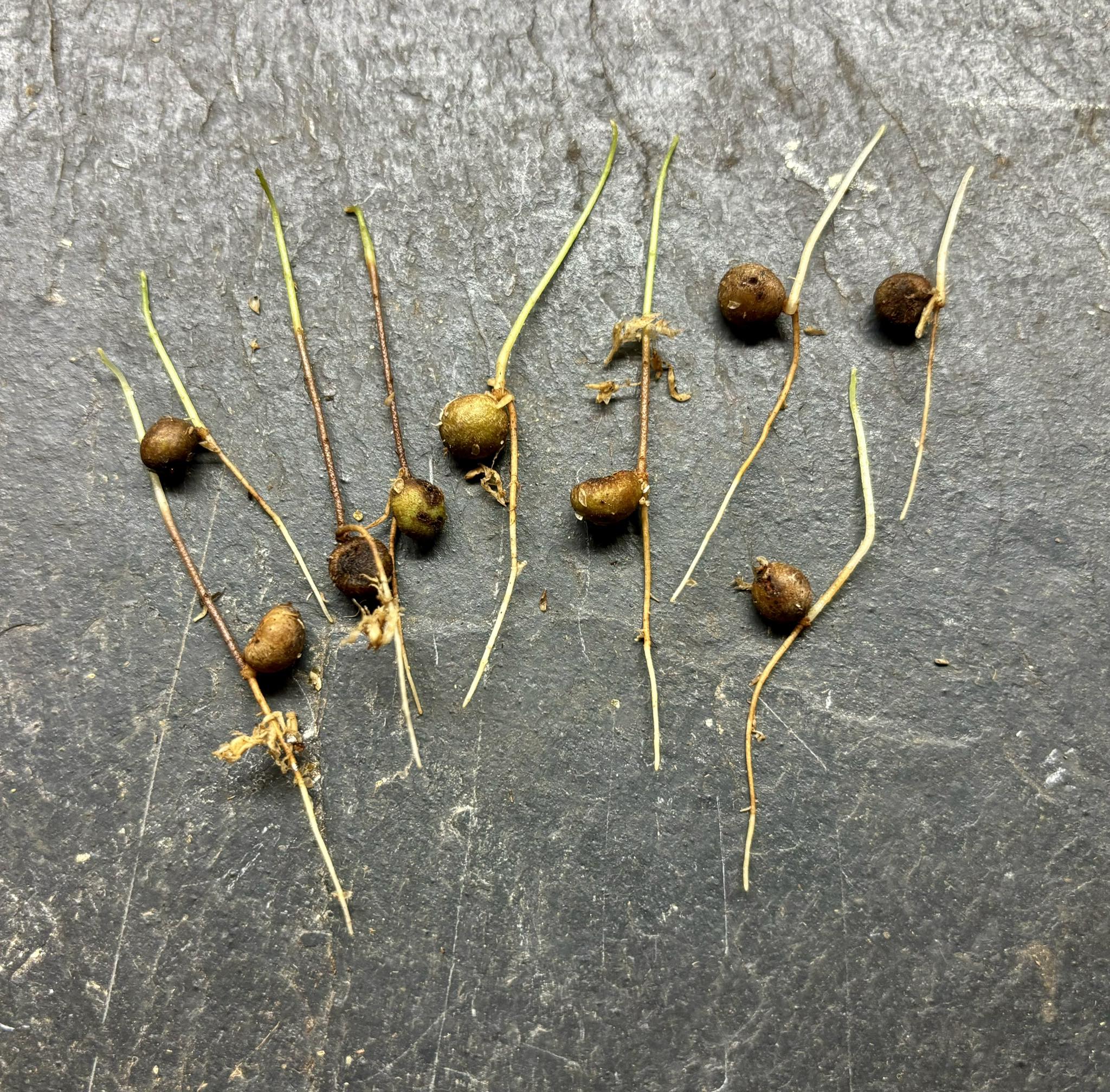 Myrcia chytraculia (Calyptranthes chytraculia) -  1 germinated seed / 1 gekeimter Samen