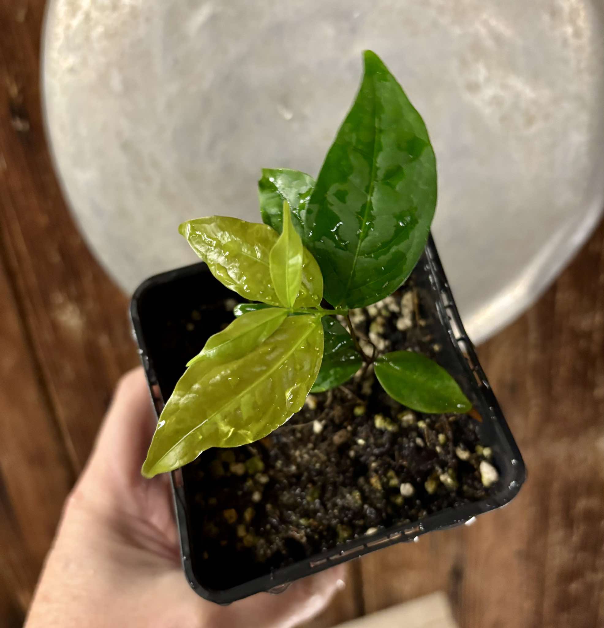 Ruby do Amazonas (Eugenia patrisii) 1 potted seedling / 1 getopfter Sämling