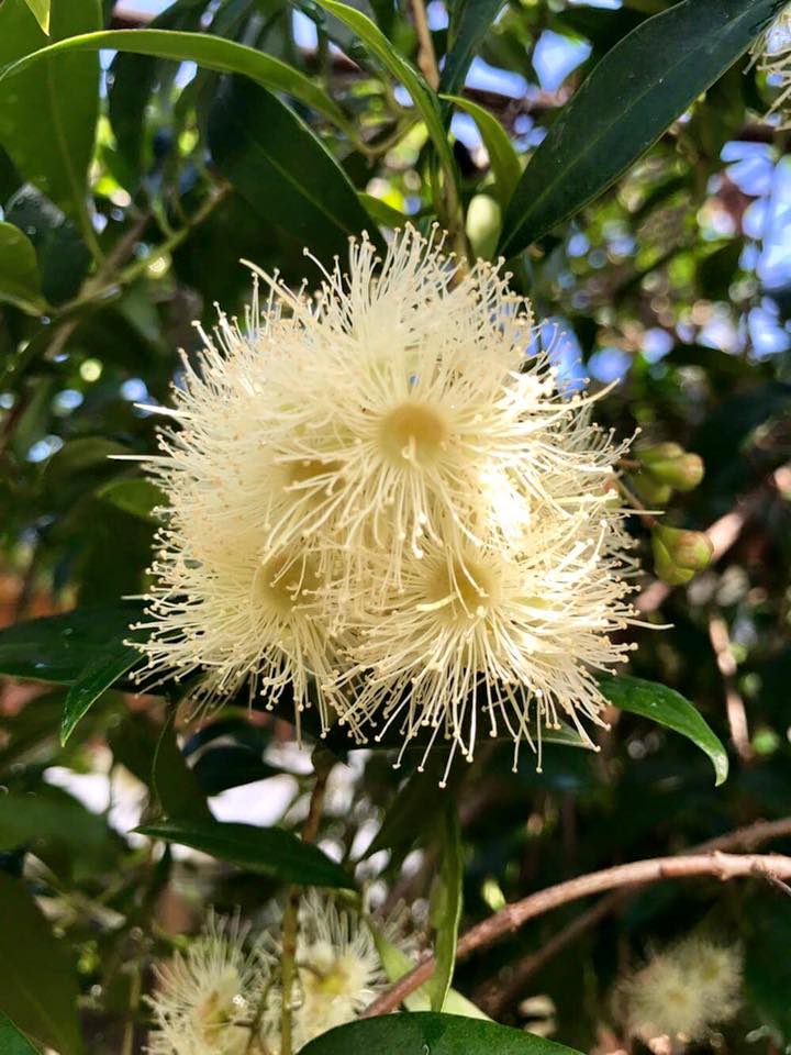 Syzygium oleosum - Blue Lilly Pilly - 1 potted plant / 1 getopfte Pflanze