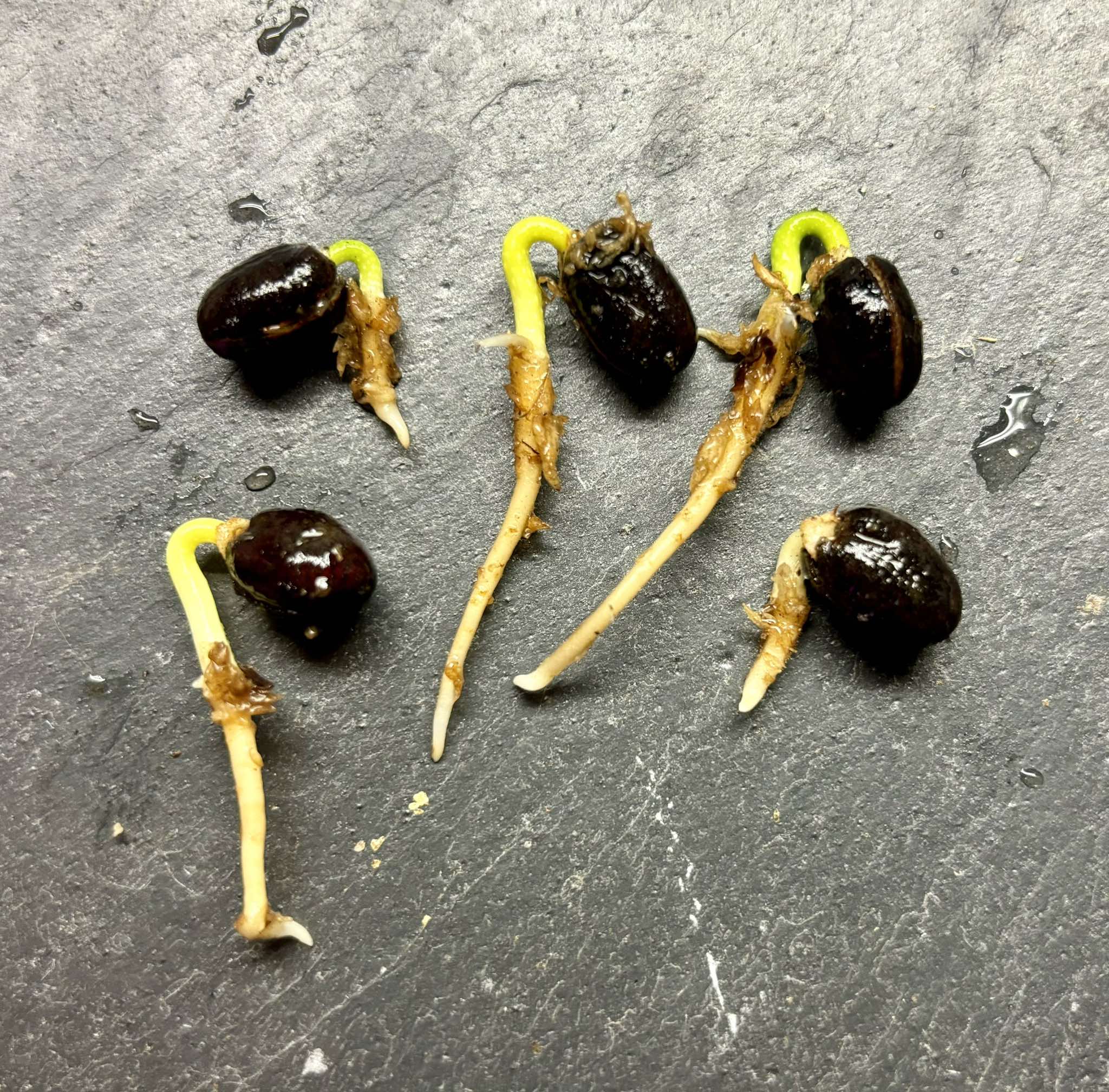 Cymbopetalum brasiliensis - 1 germinated seed / 1 gekeimter Samen