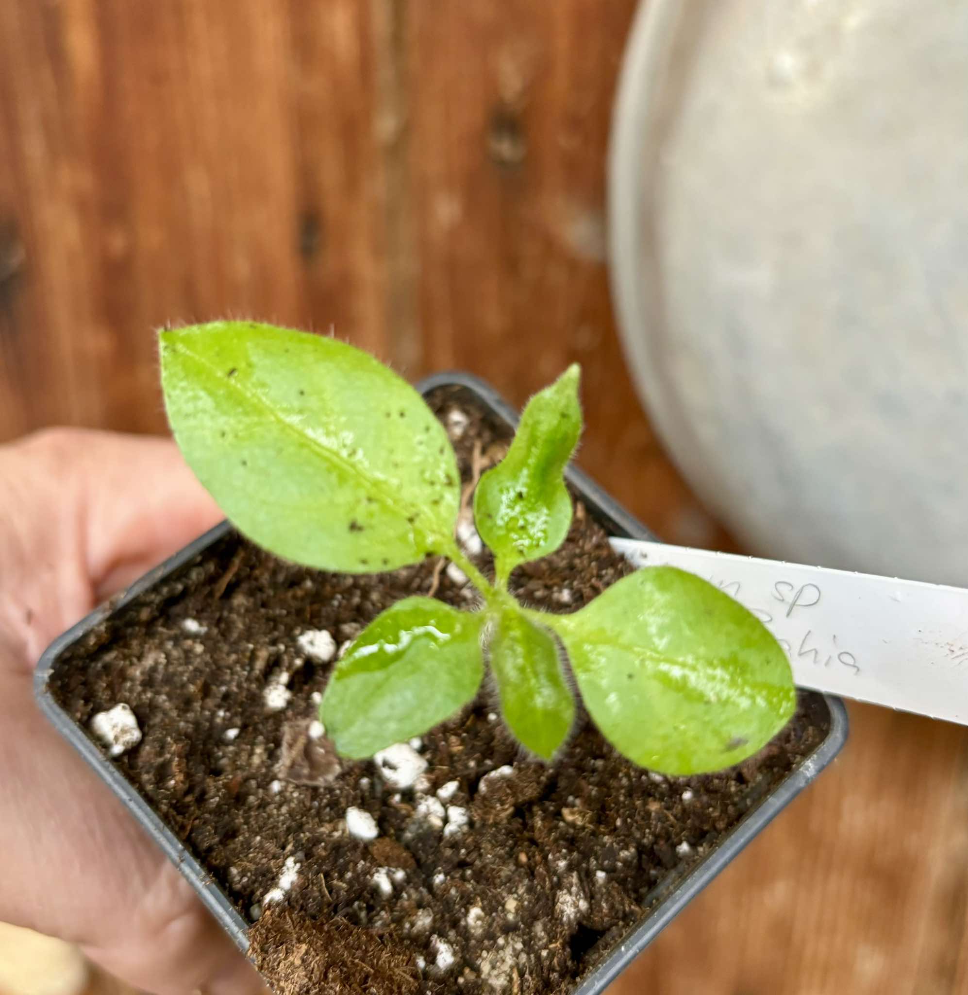 Solanum sp Verde Bahia - 1 small potted plant / 1 kleine, getopfte Pflanze