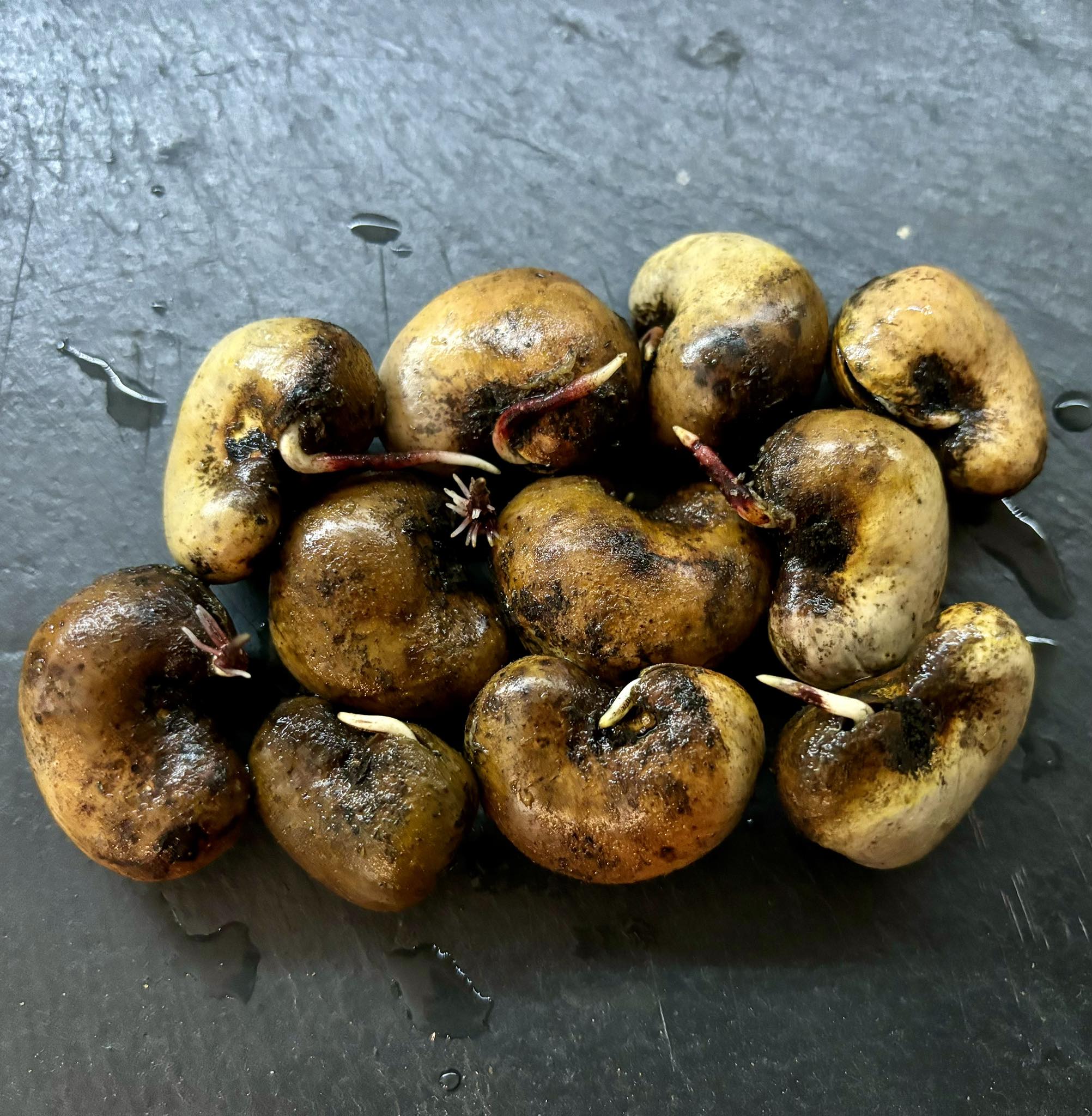 Anacardium occidentale - Cashew - 1 germinated seed / 1 gekeimter Samen